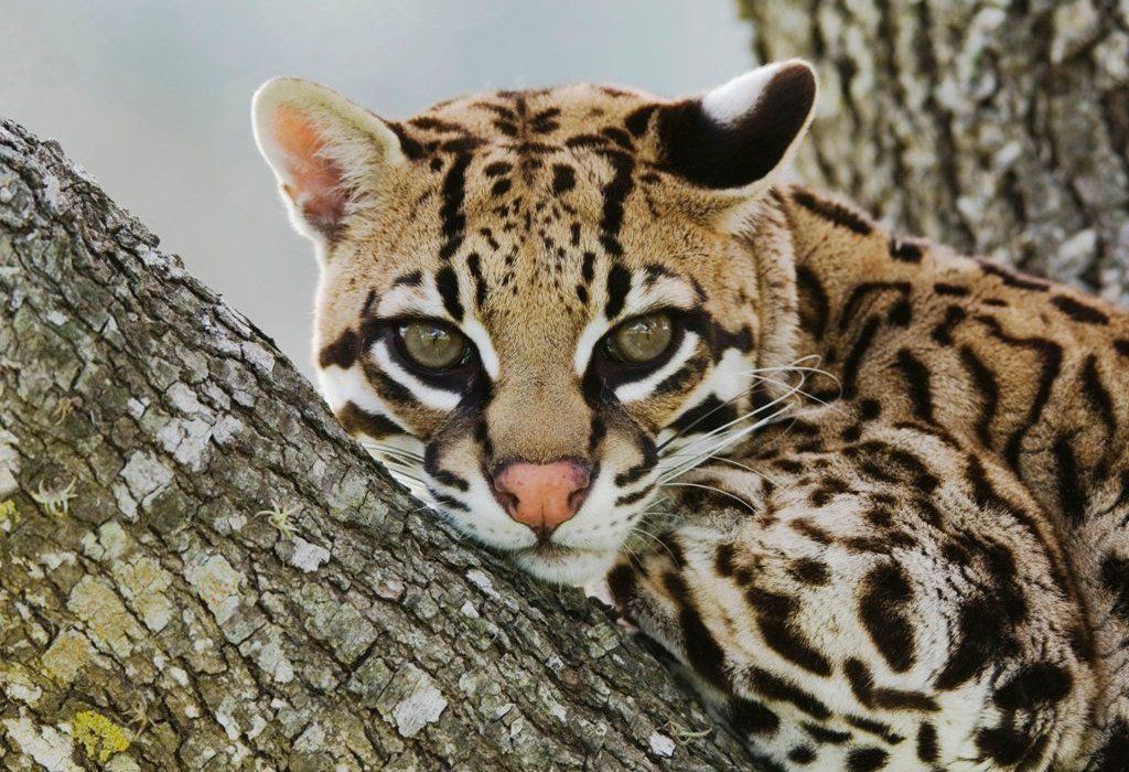 Ocelote is an iconic mammal in the world