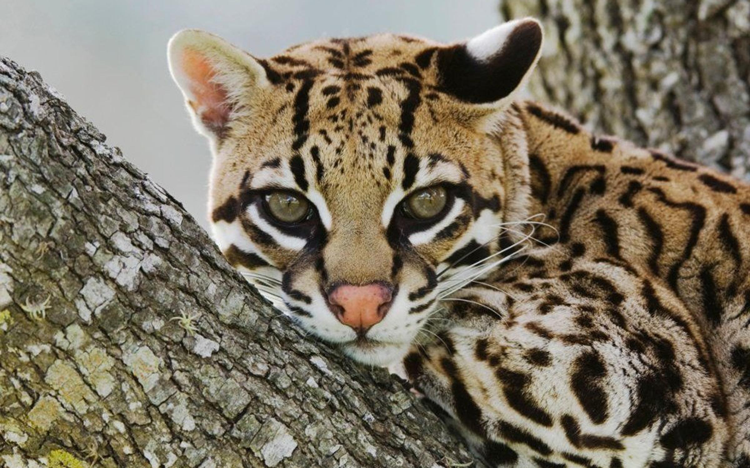 Ocelote is an iconic mammal in the world