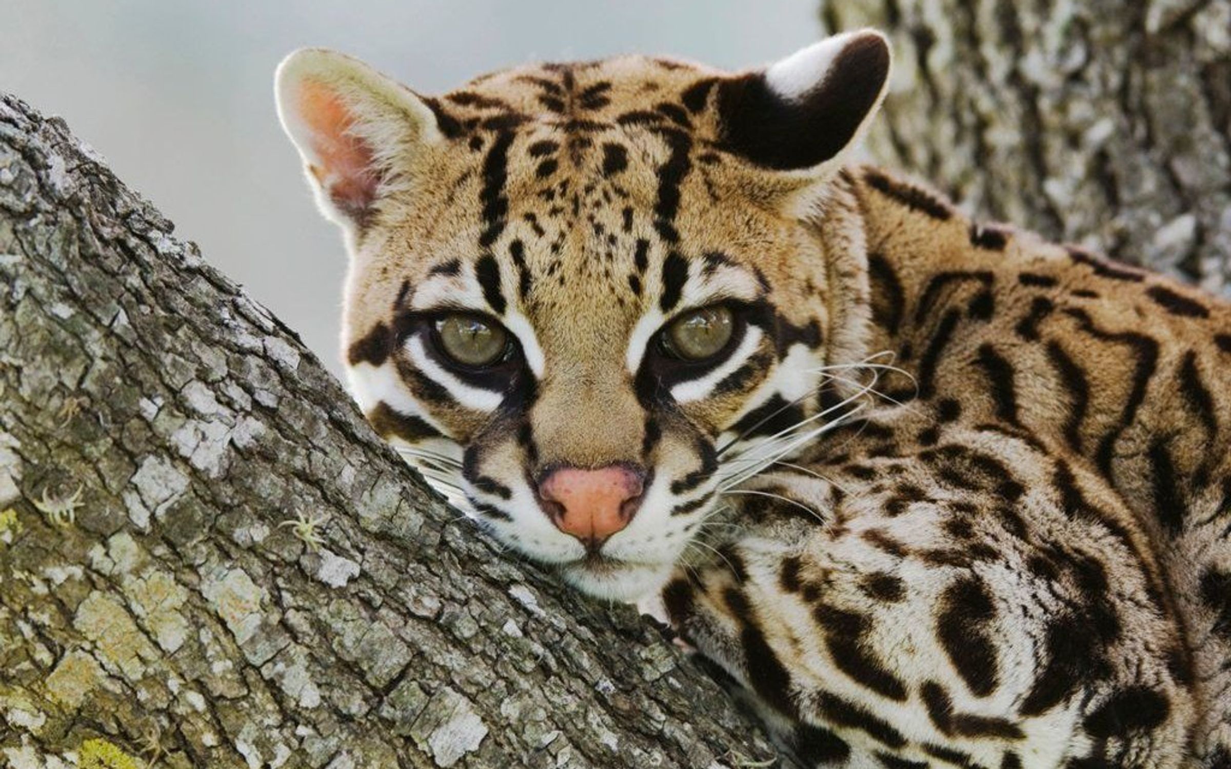 Ocelote is an iconic mammal in the world