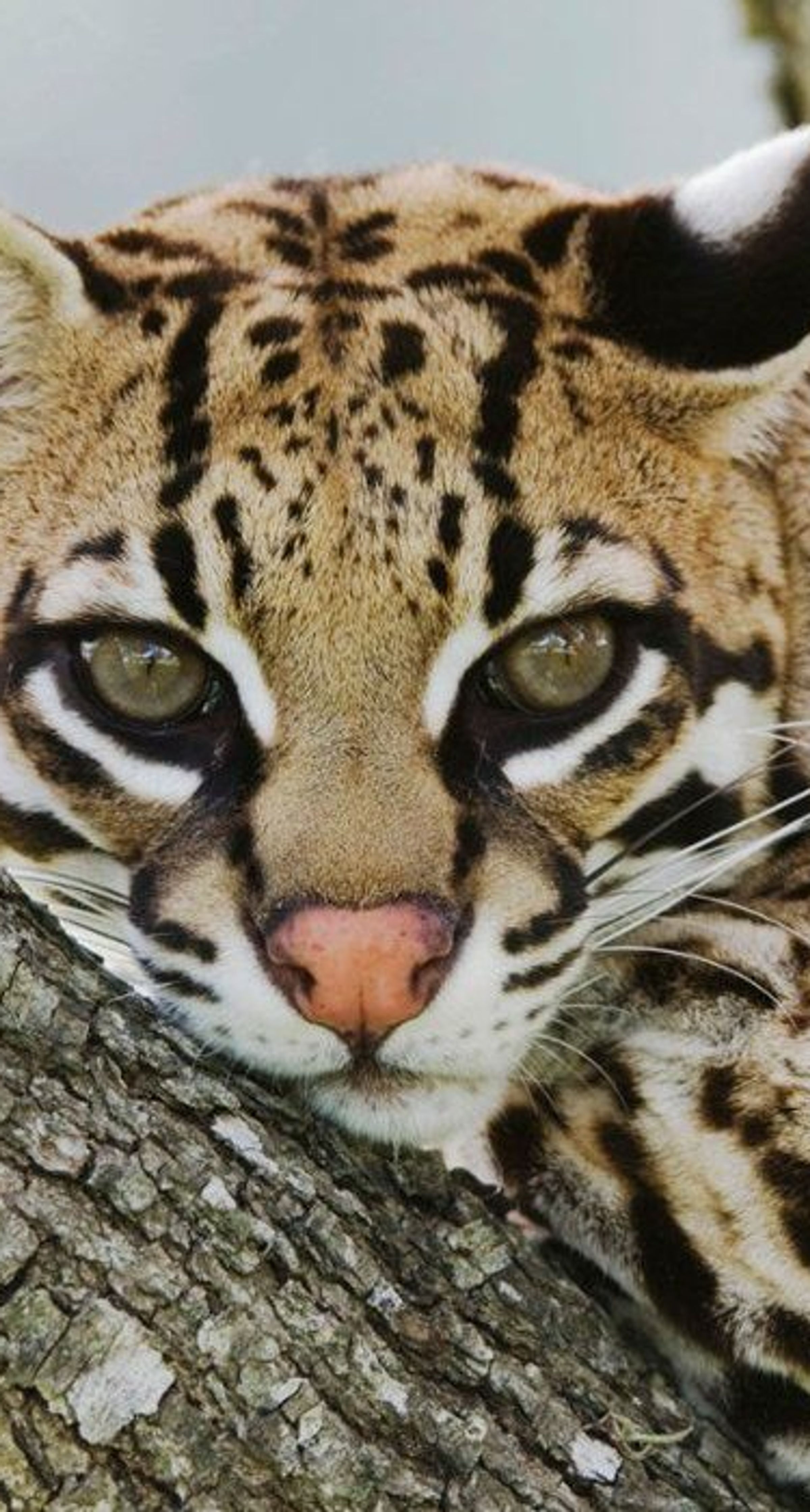 Ocelote is an iconic mammal in the world