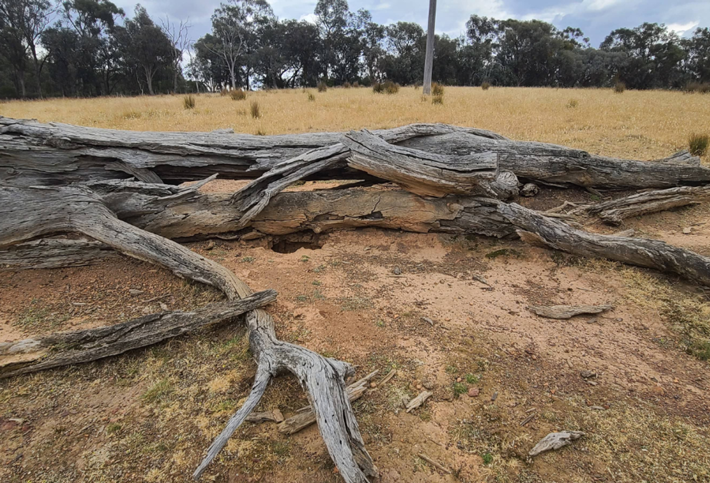 dead eucalytpus