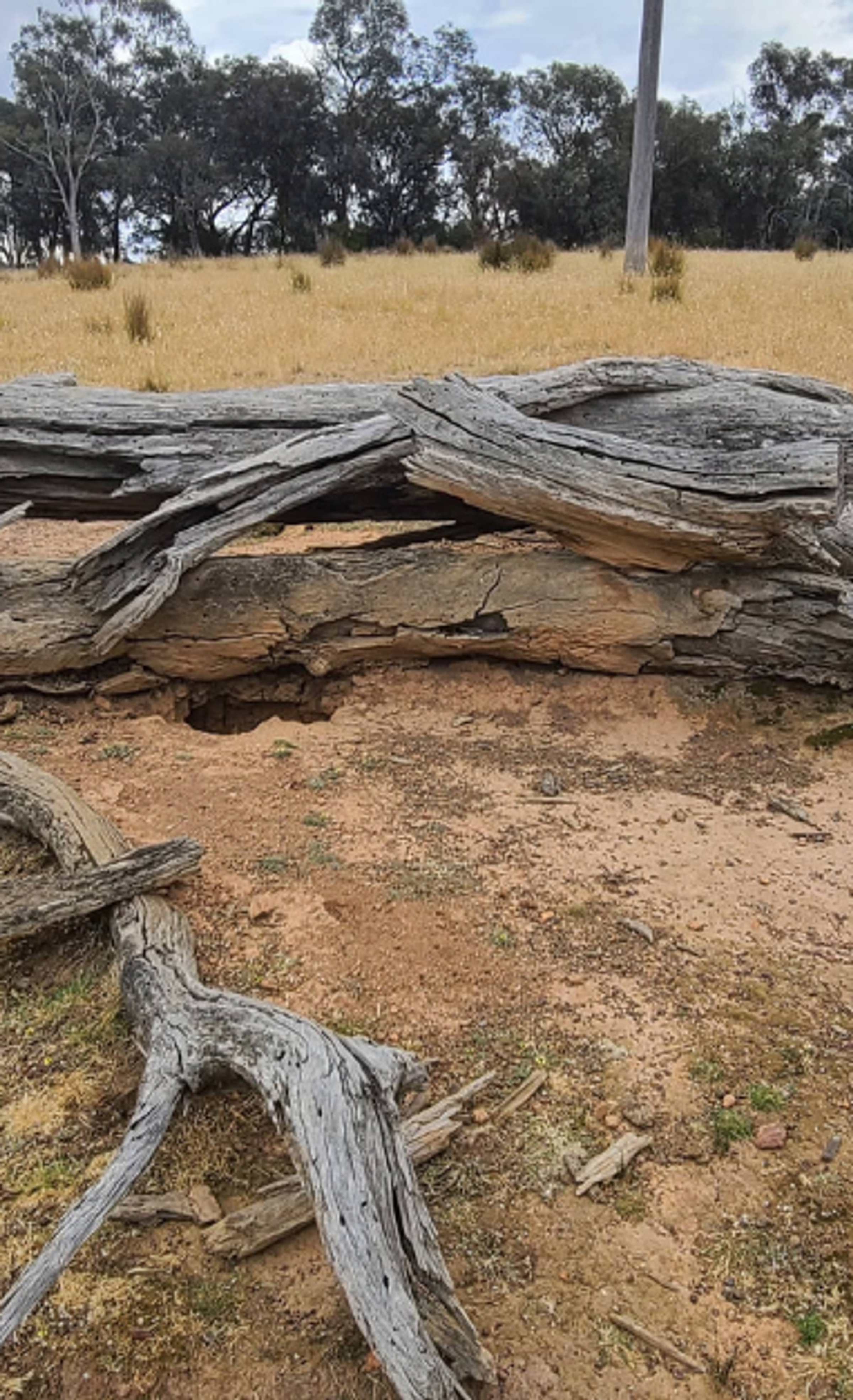 Dead eucalytpus tree