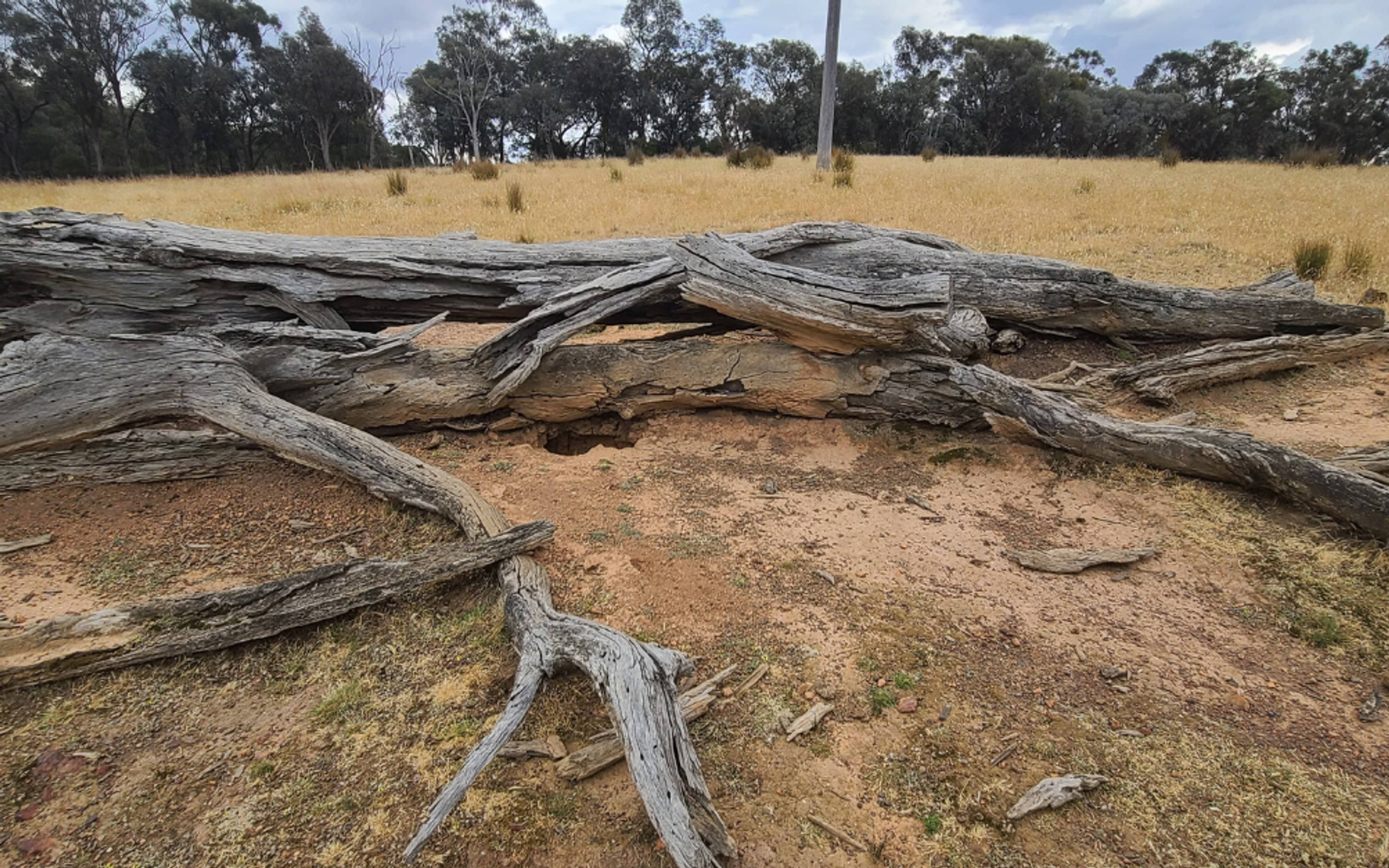 Dead eucalytpus tree