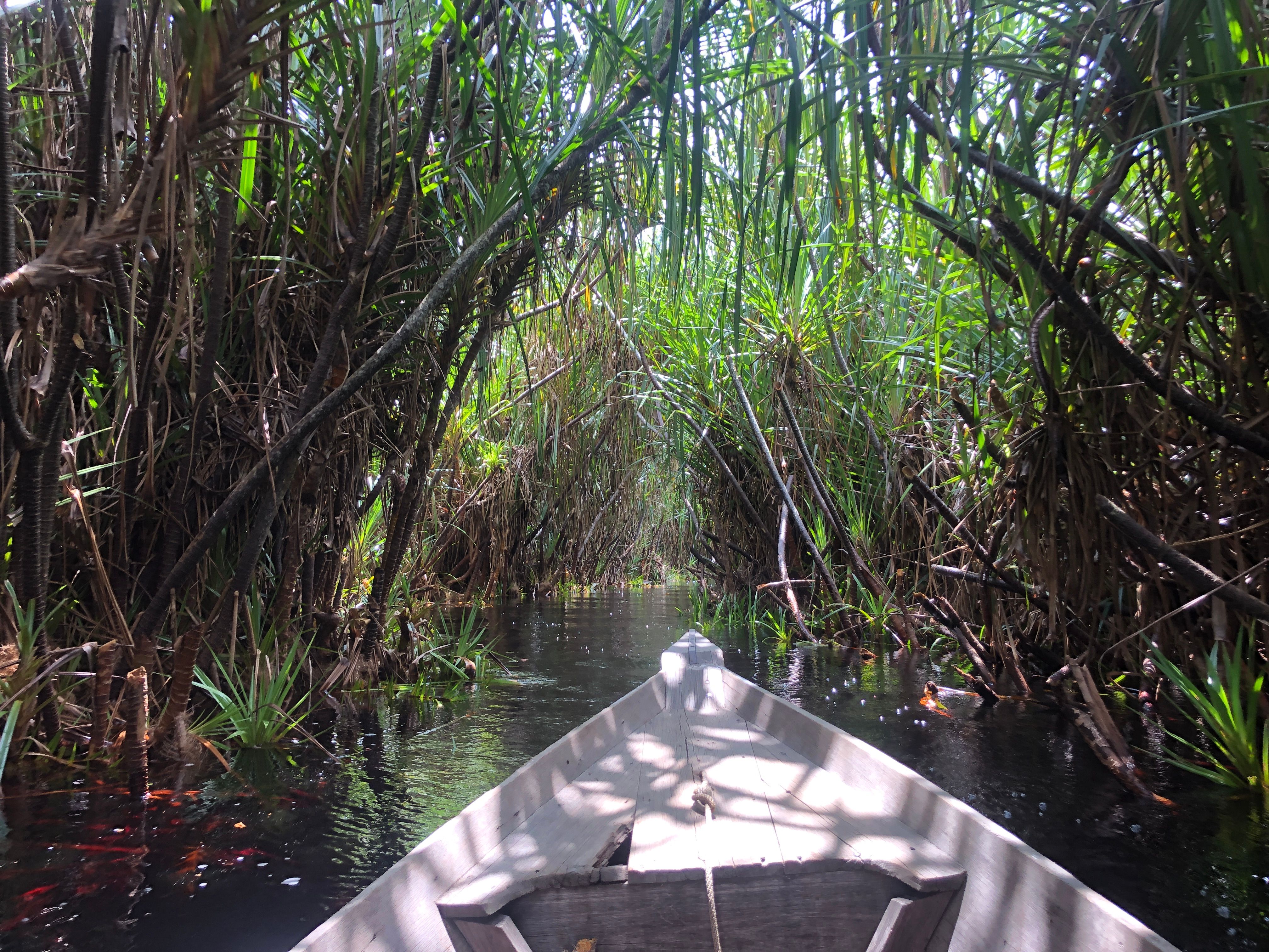 Boat in Borneo jungle