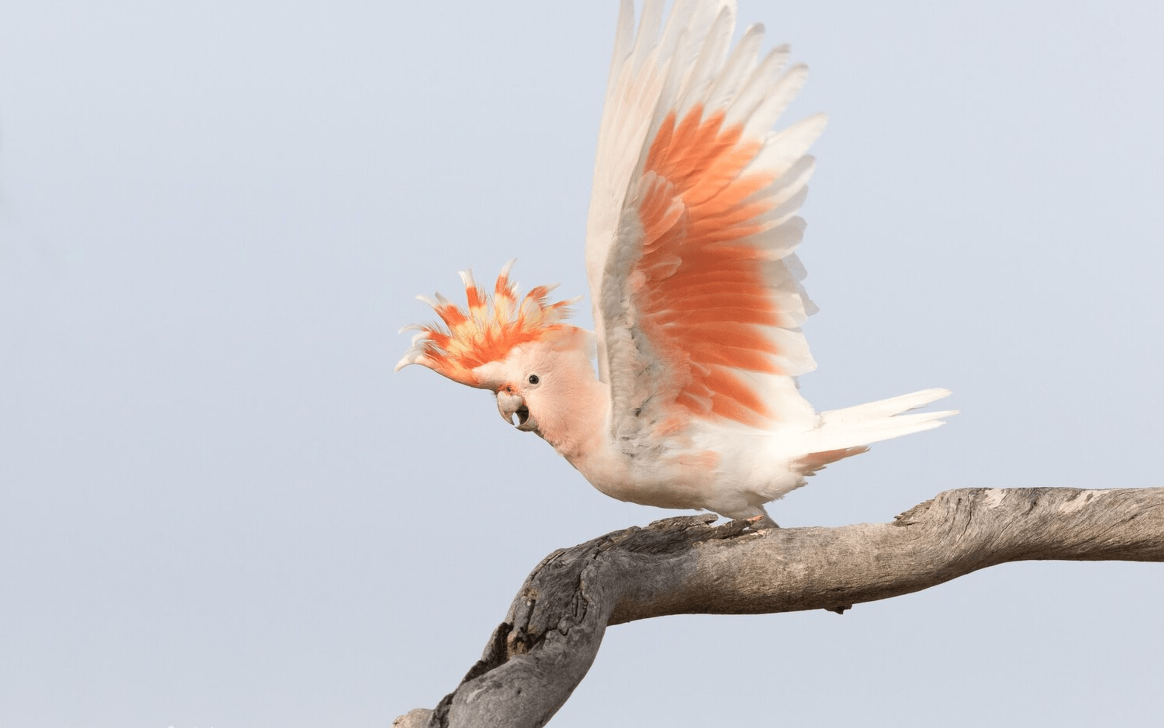 Pink cockatoo