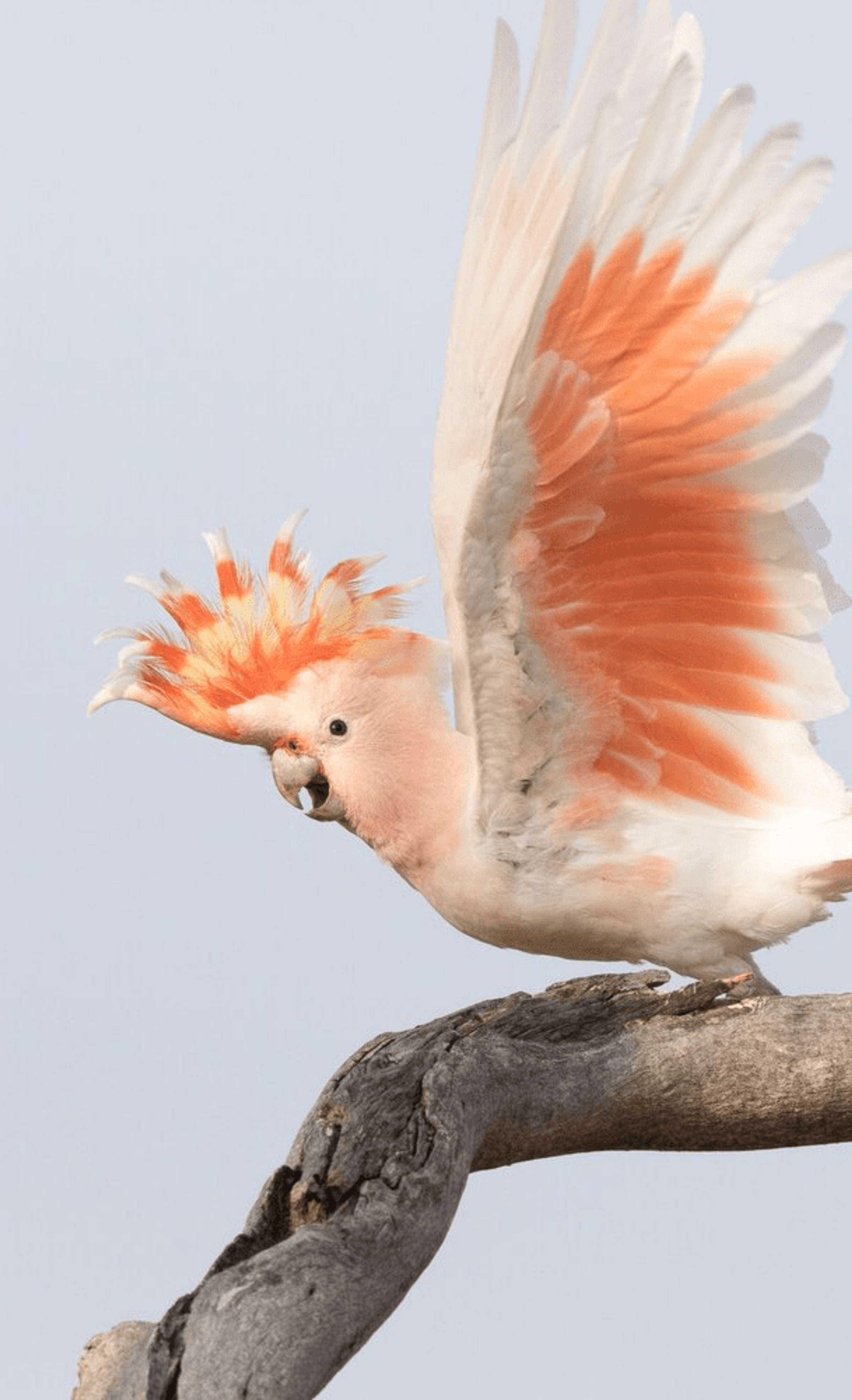 Pink cockatoo