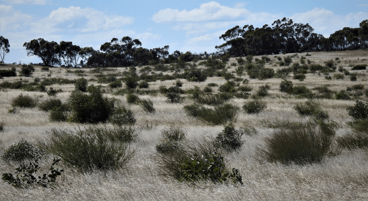 BushBank Program Launched in Victoria, Australia