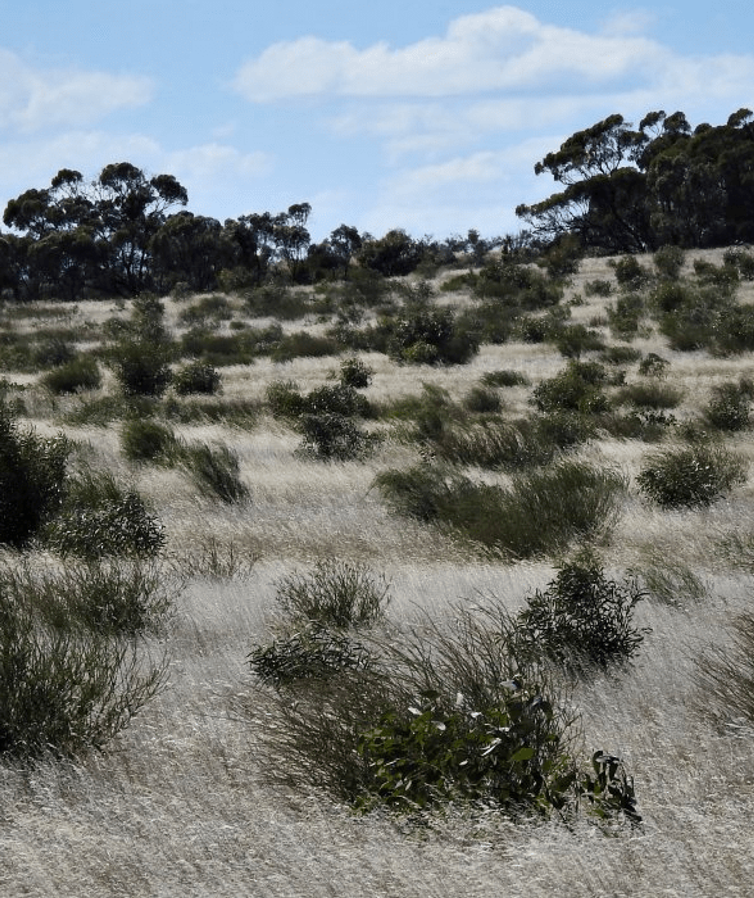 BushBank Program Launched in Victoria, Australia