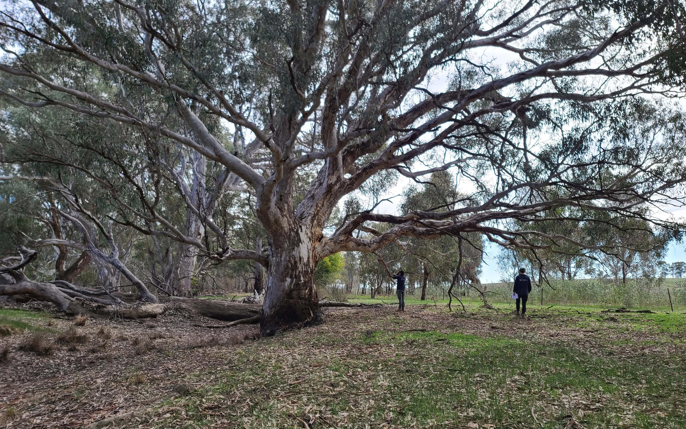 large eucalyptus tree