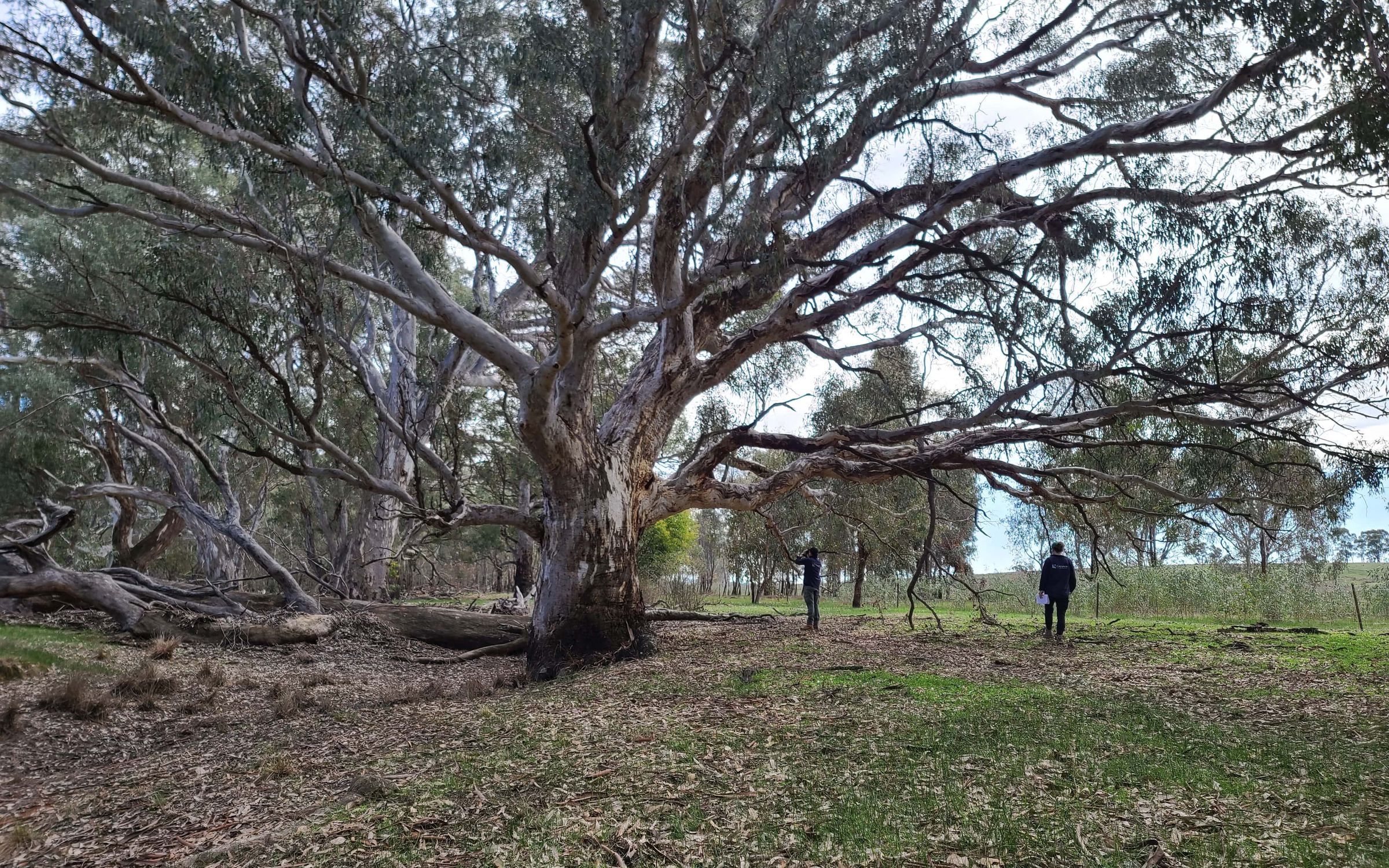 large eucalyptus tree