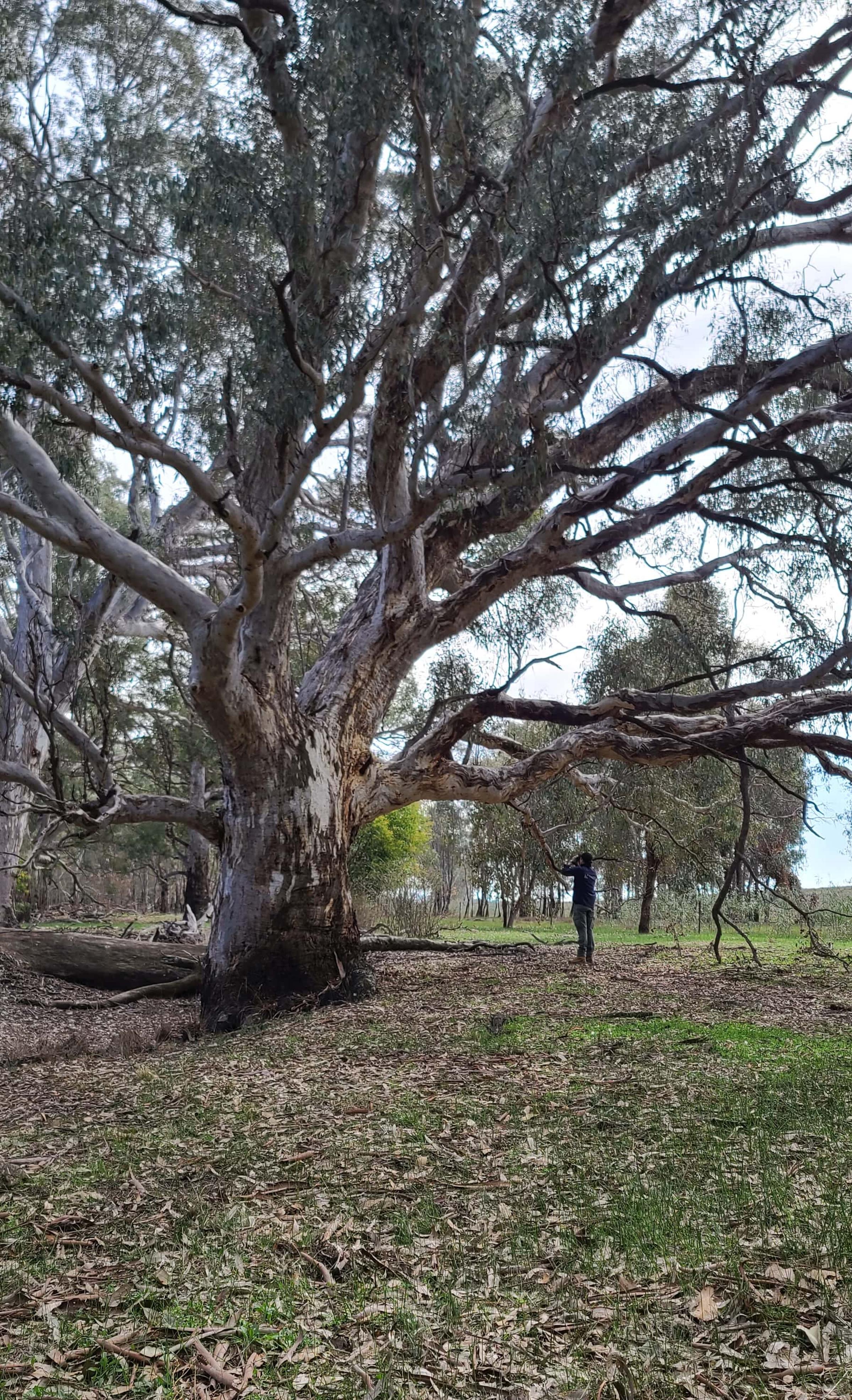 large eucalyptus tree