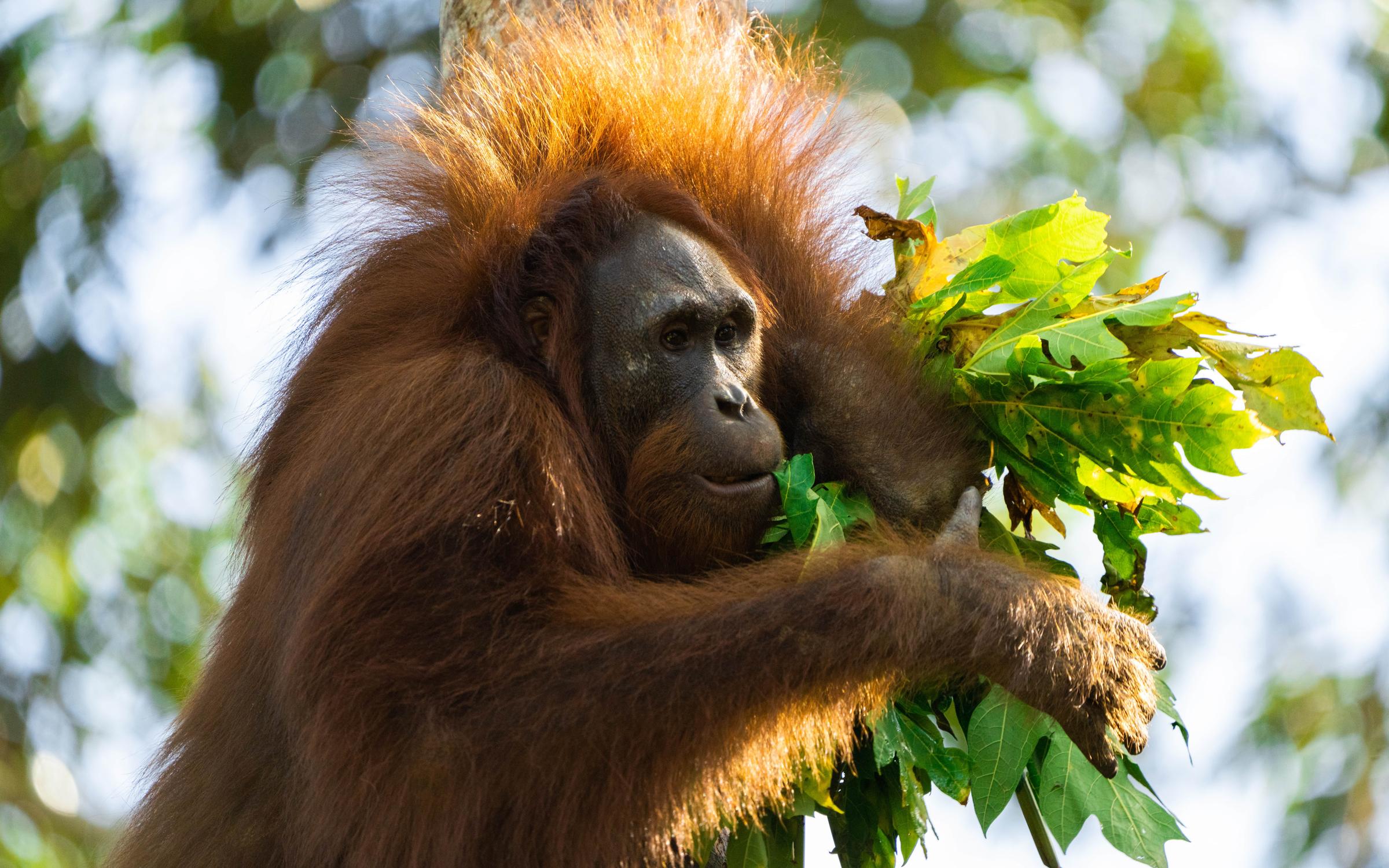 Orangutan in tree