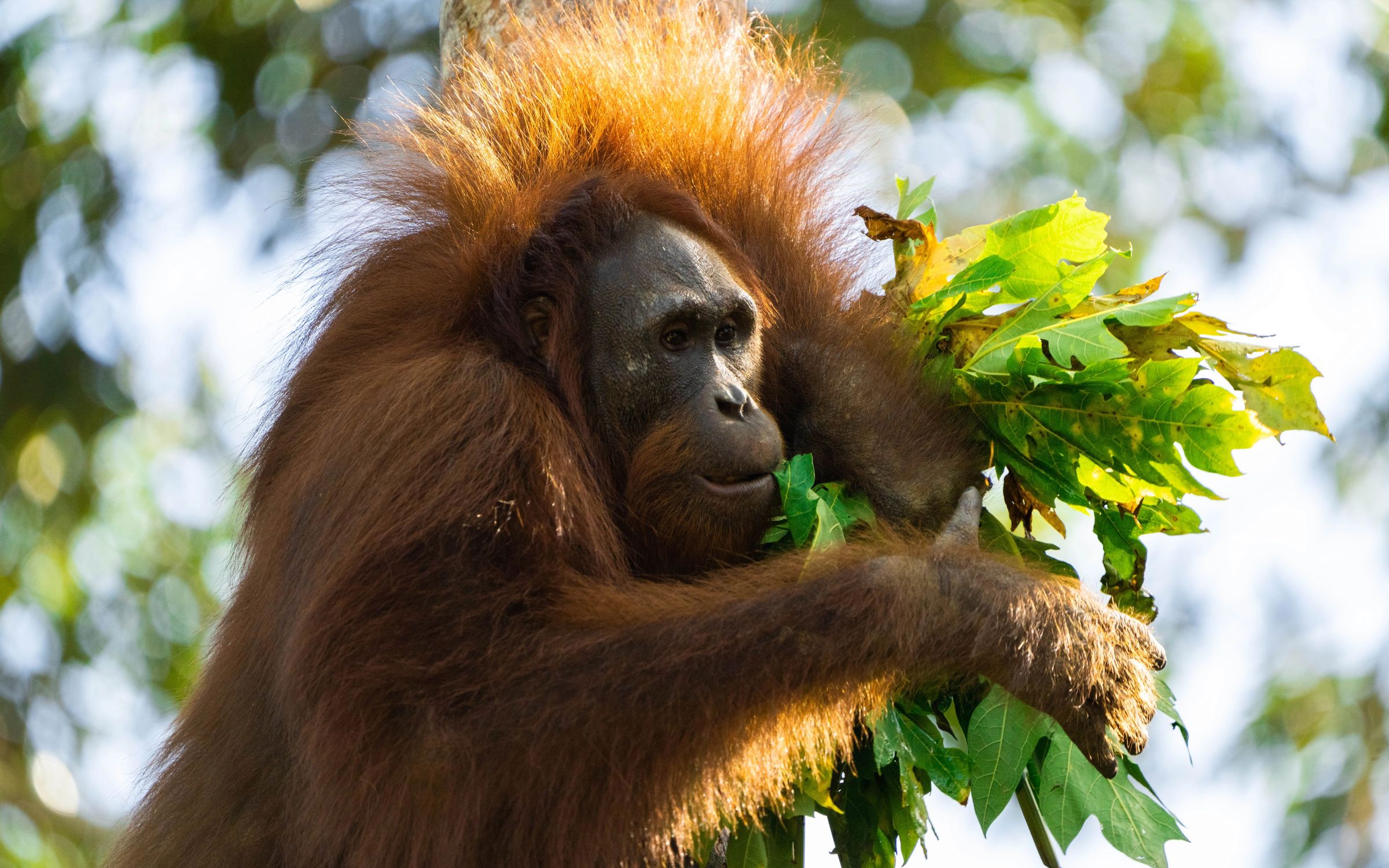 Orangutan in tree