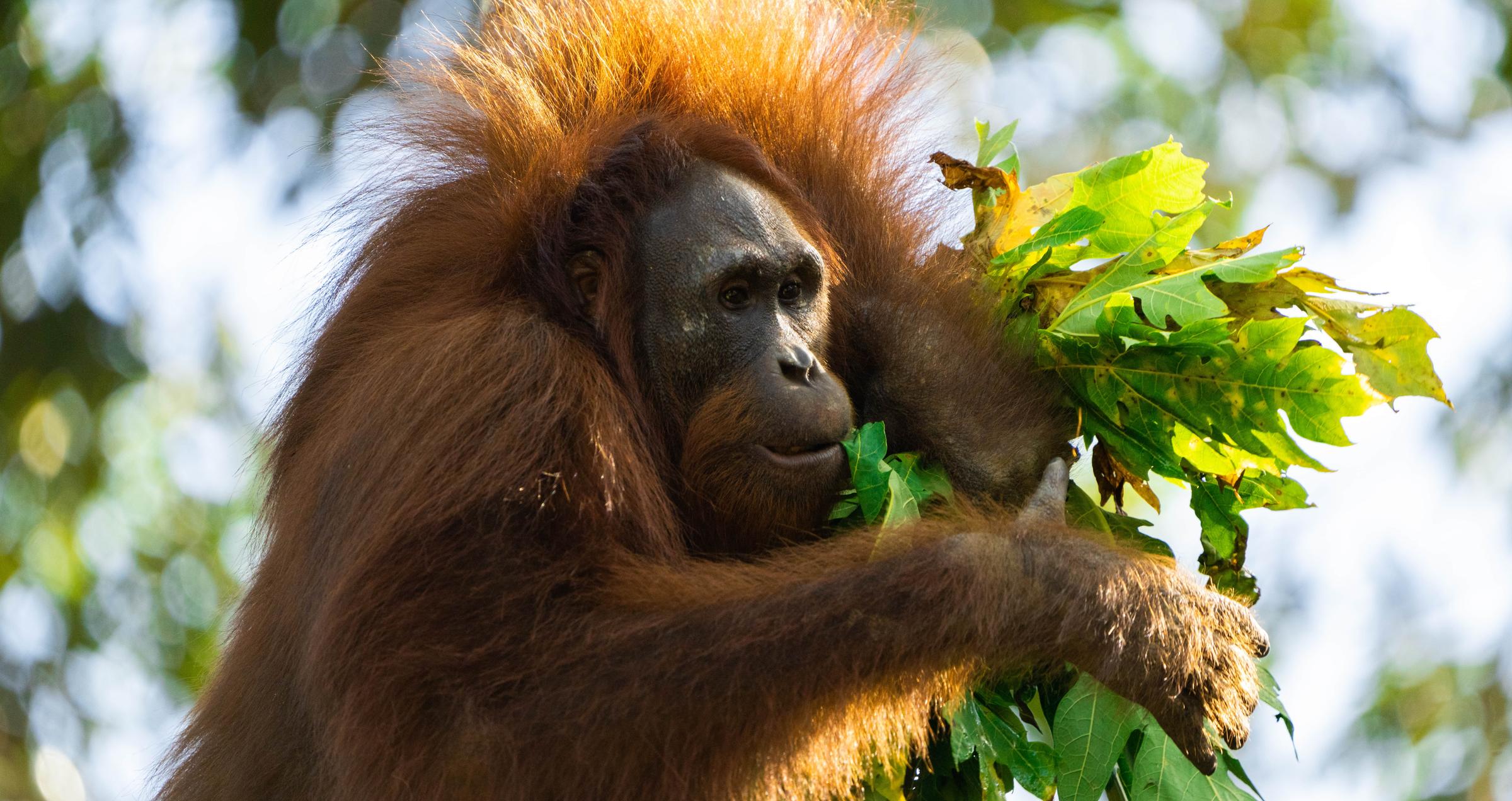 Reforestation for Orangutans: Restoring Borneo's Ecosystem