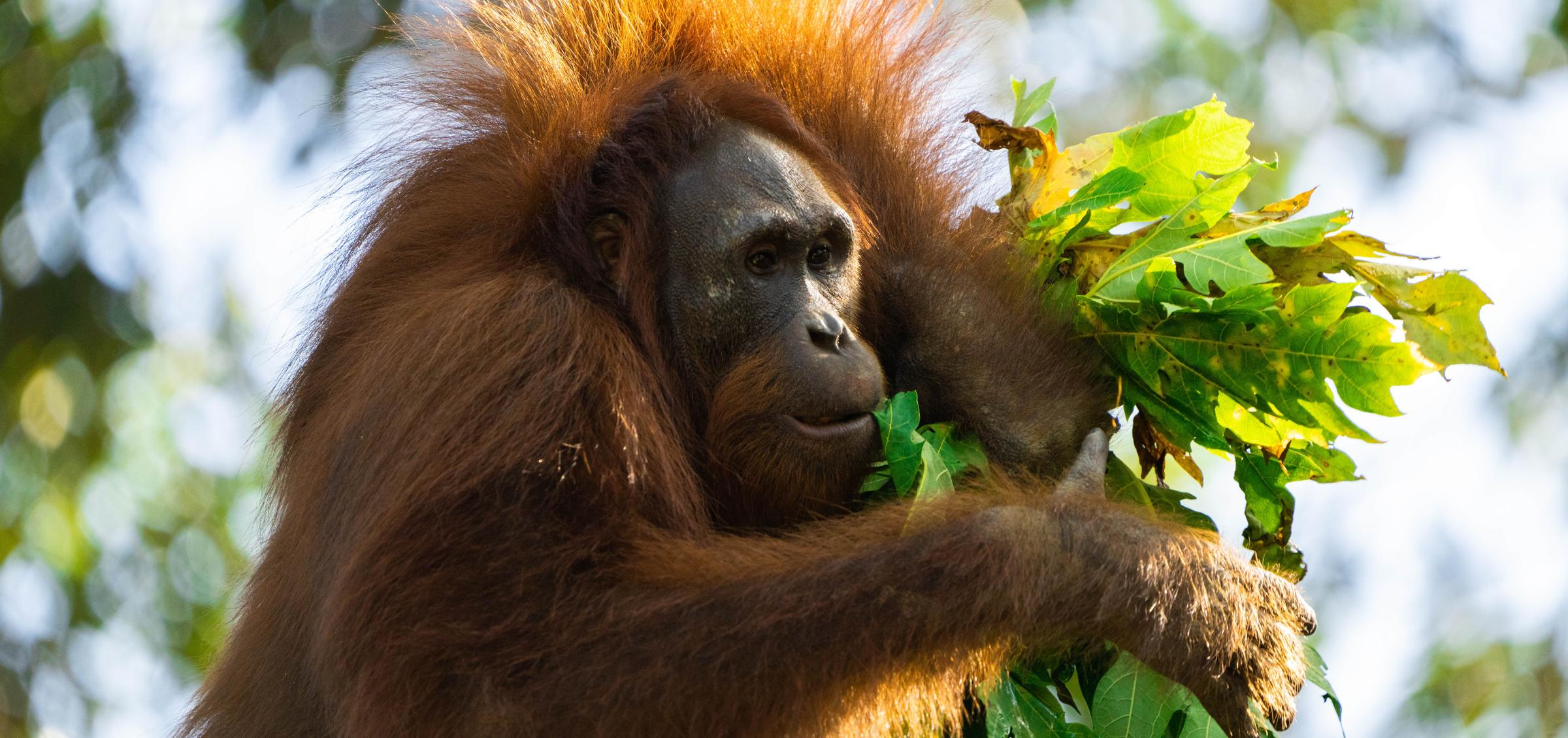 Reforestation for Orangutans: Restoring Borneo's Ecosystem