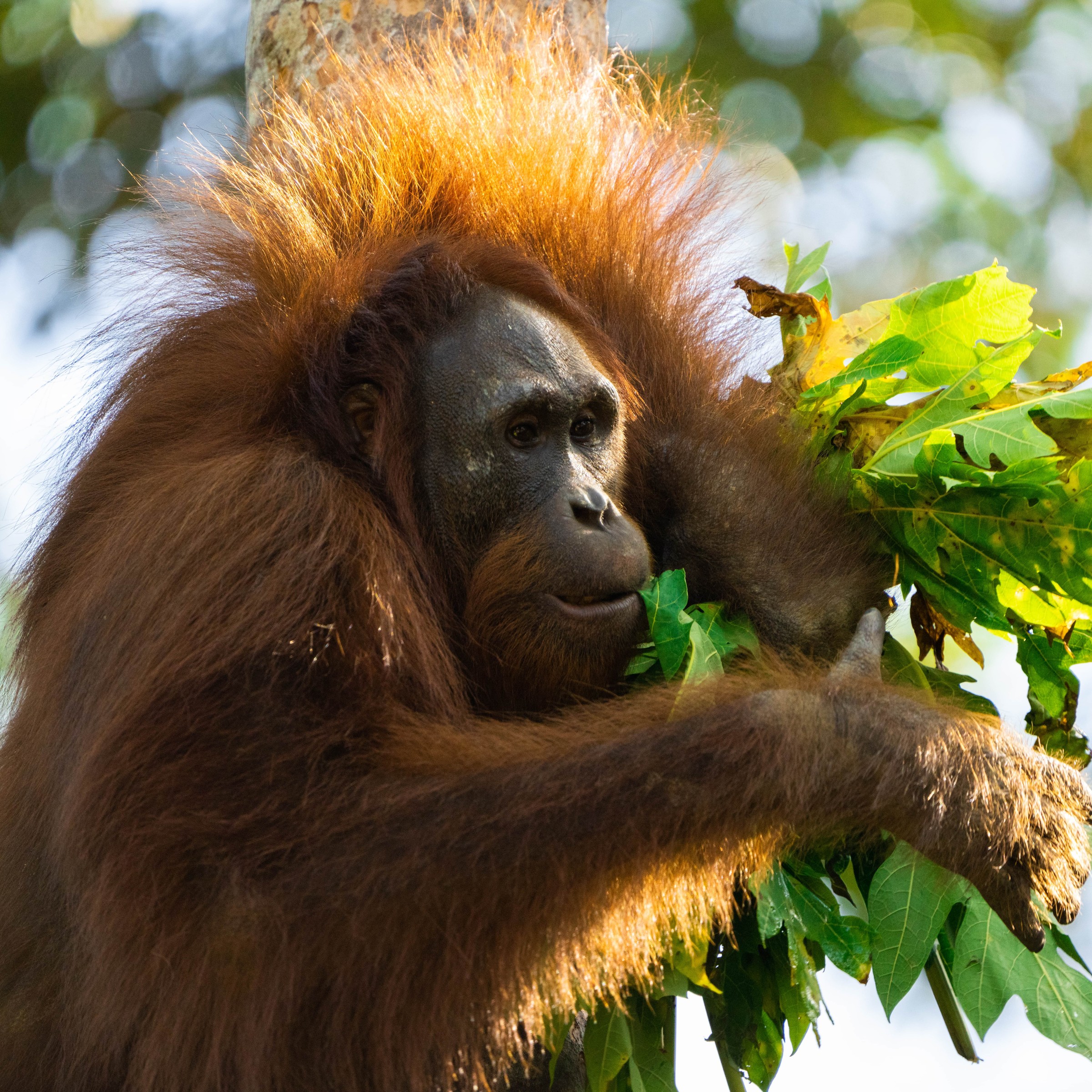 Orangutan in tree