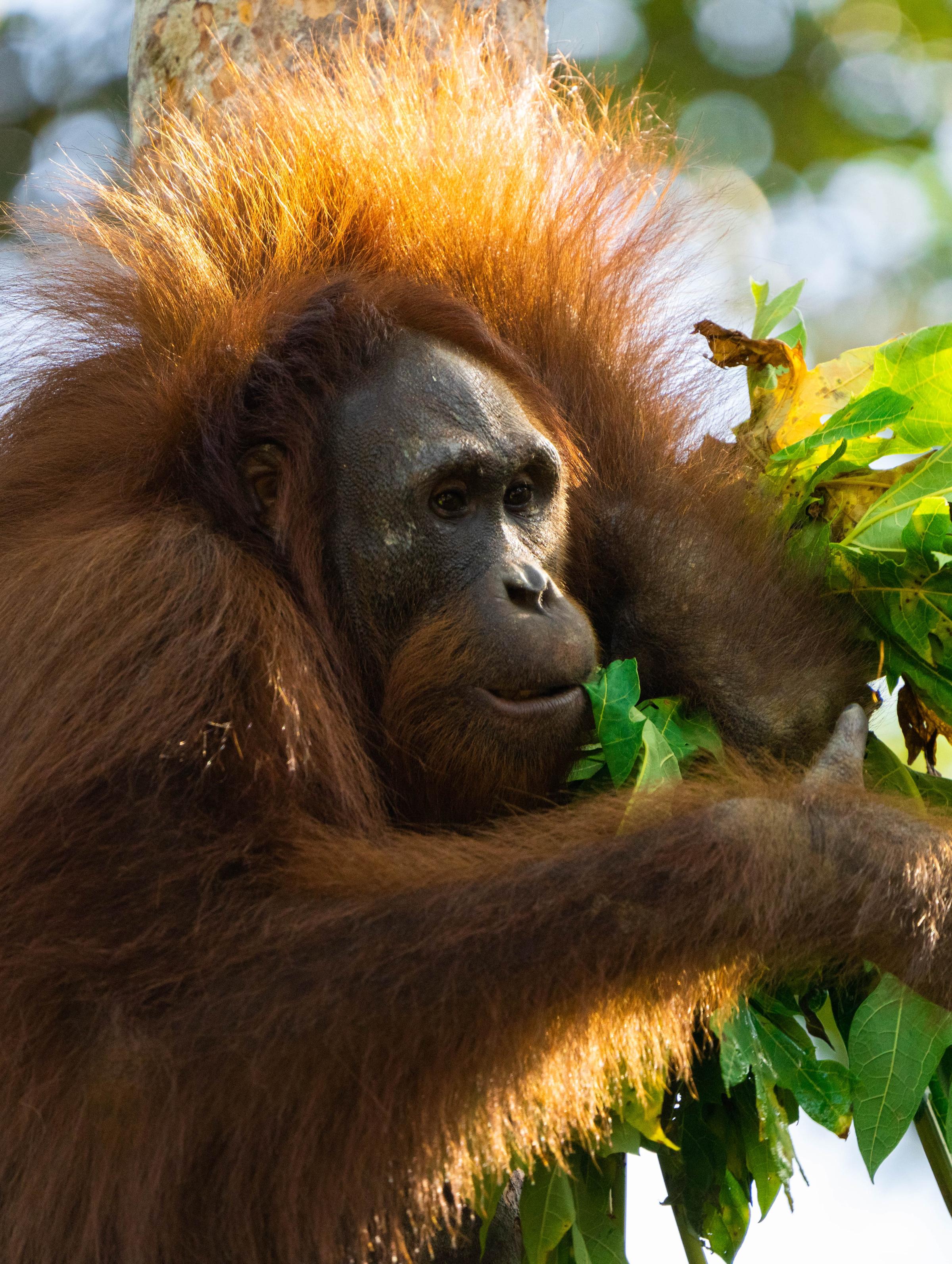Reforestation for Orangutans: Restoring Borneo's Ecosystem