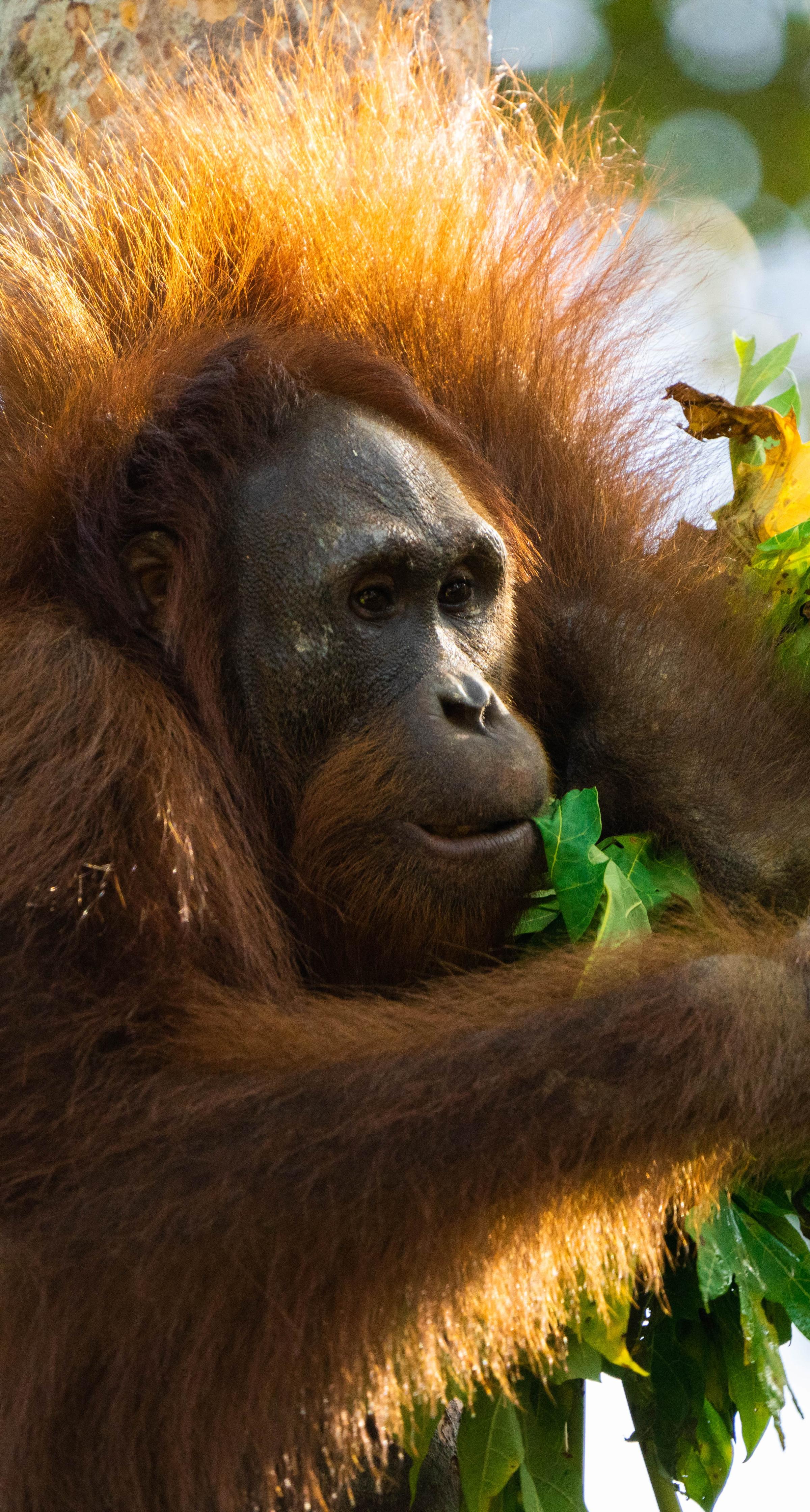 Orangutan in tree
