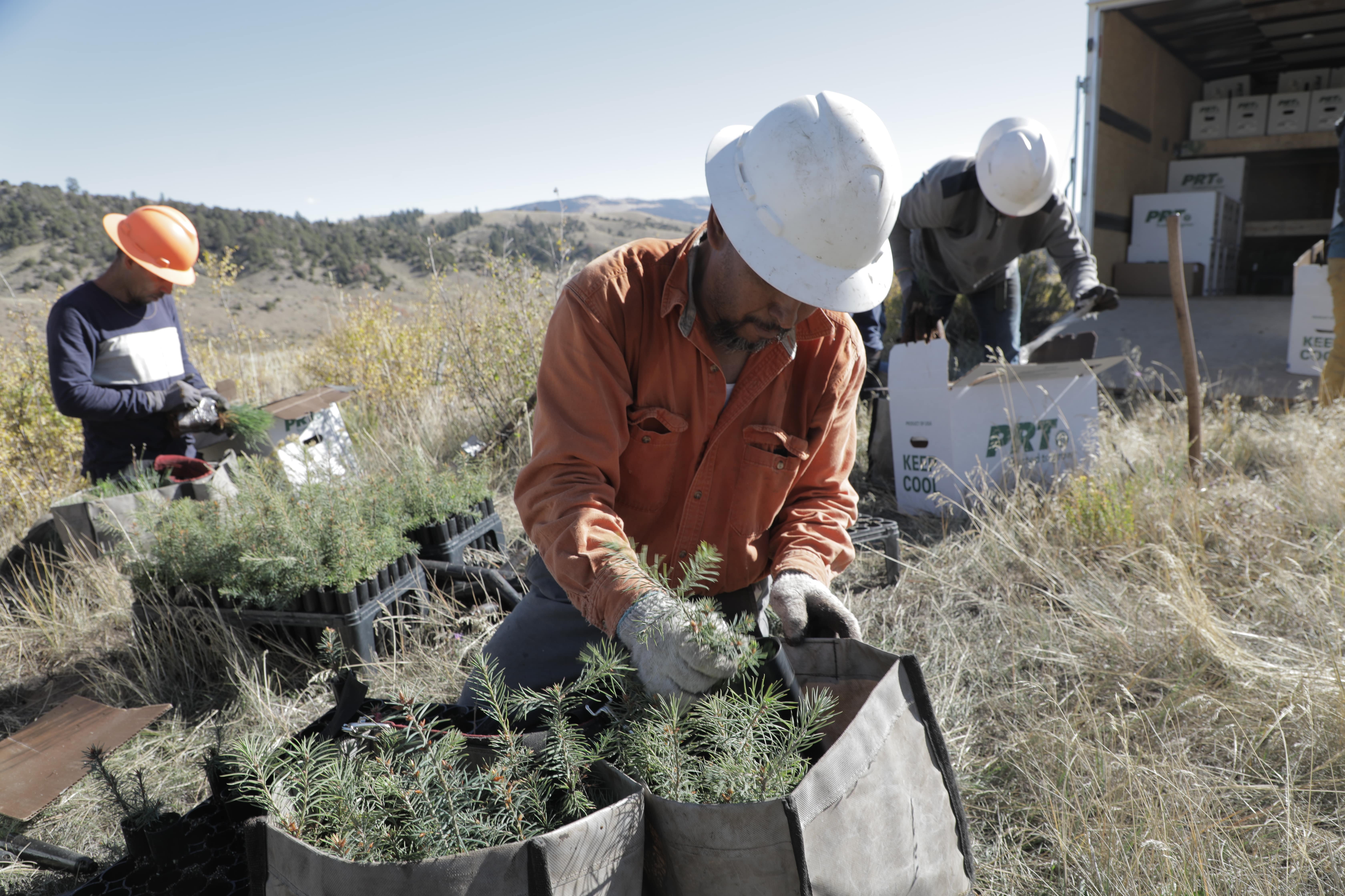 Forestry workers planting trees
