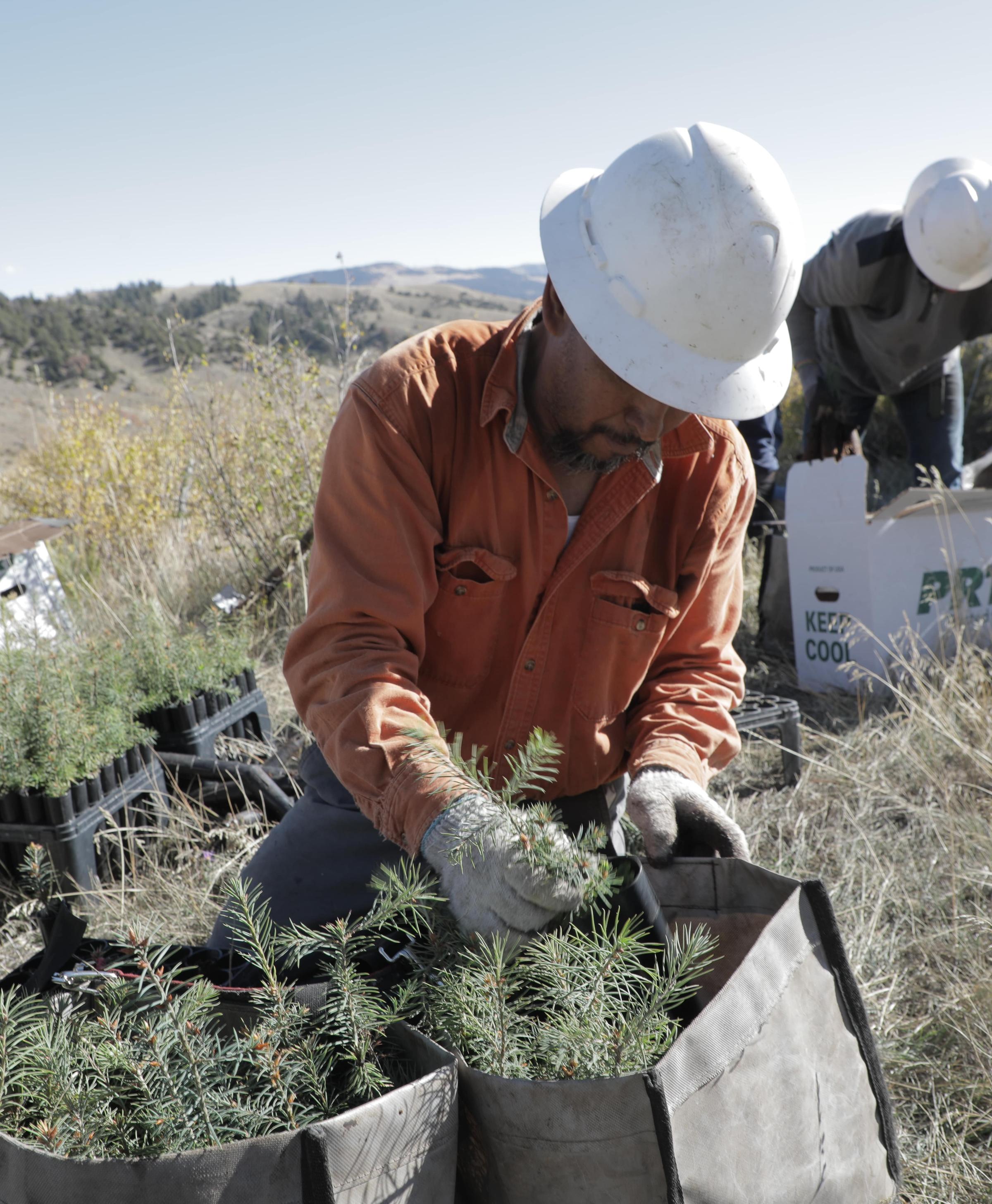 Forestry workers planting trees