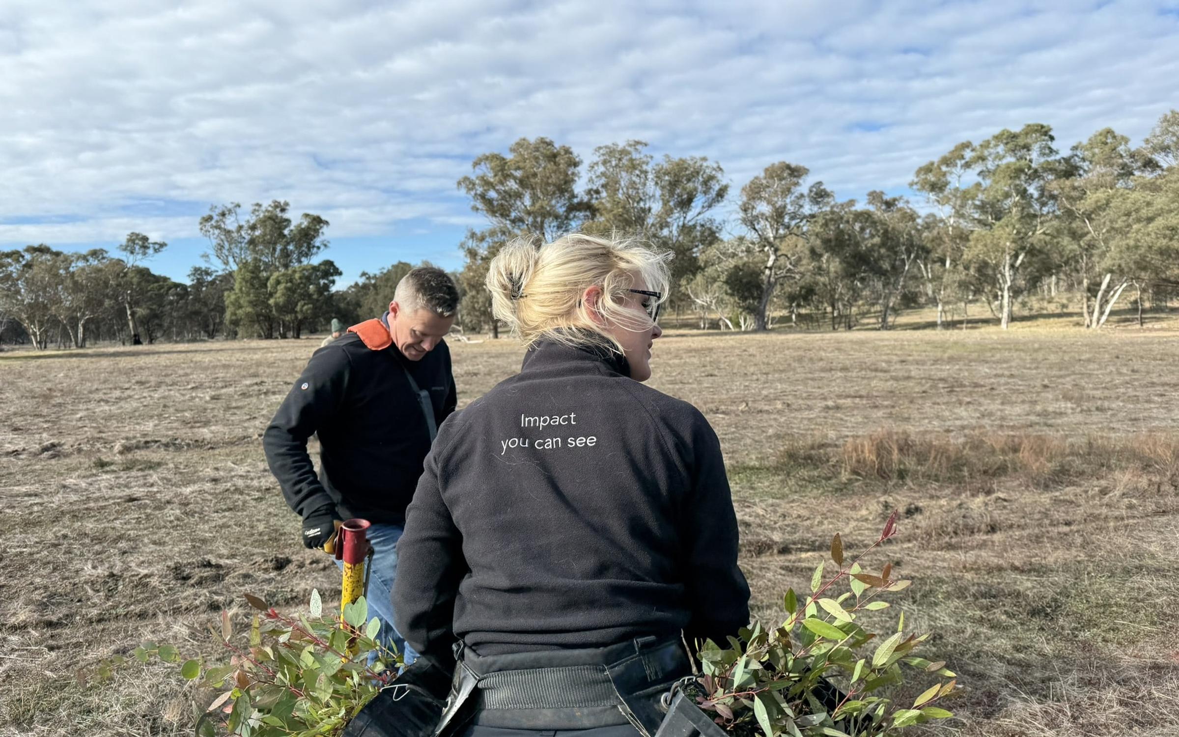 Emu restoration project in Victoria