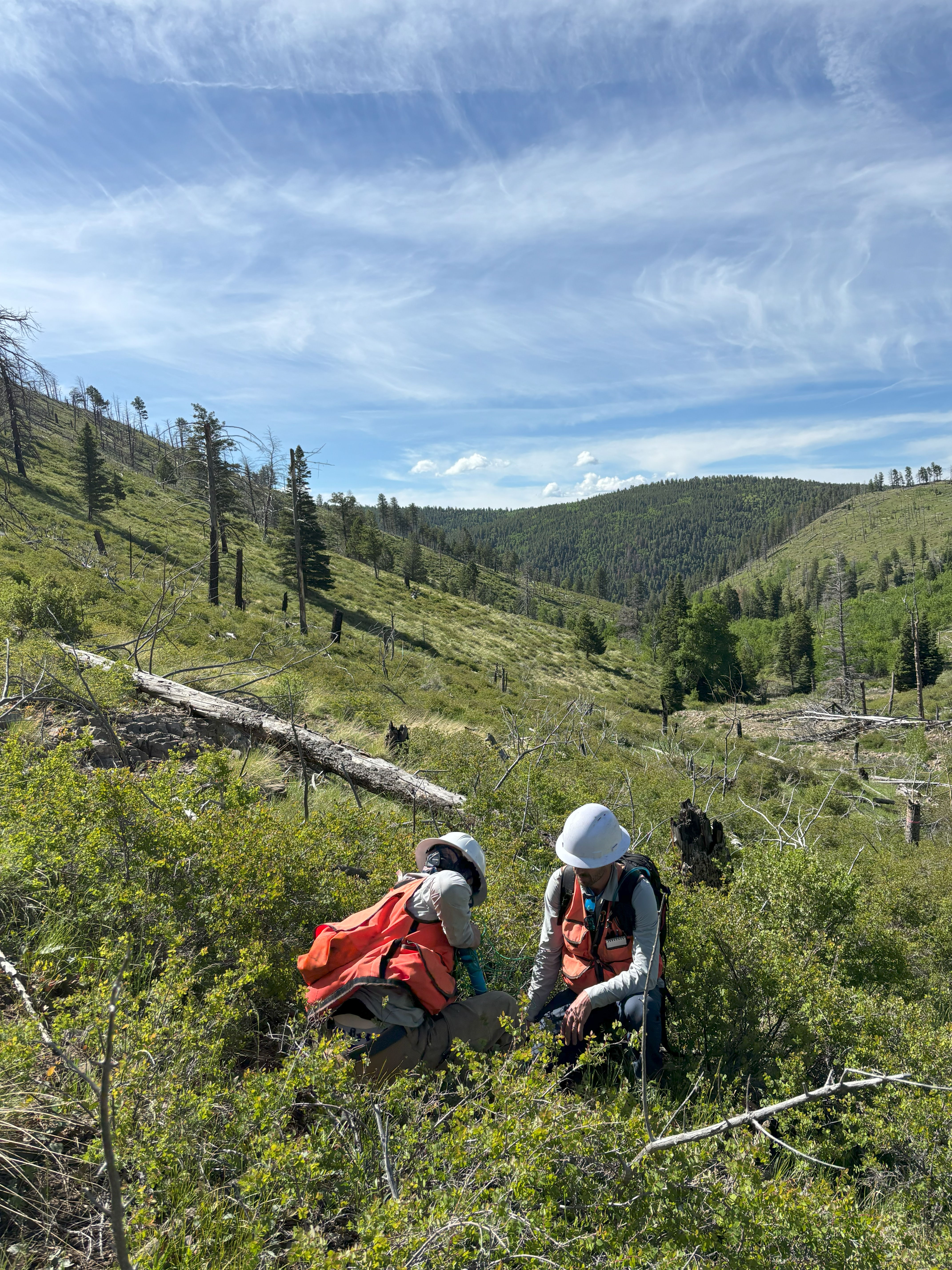 Planting trees on degraded land