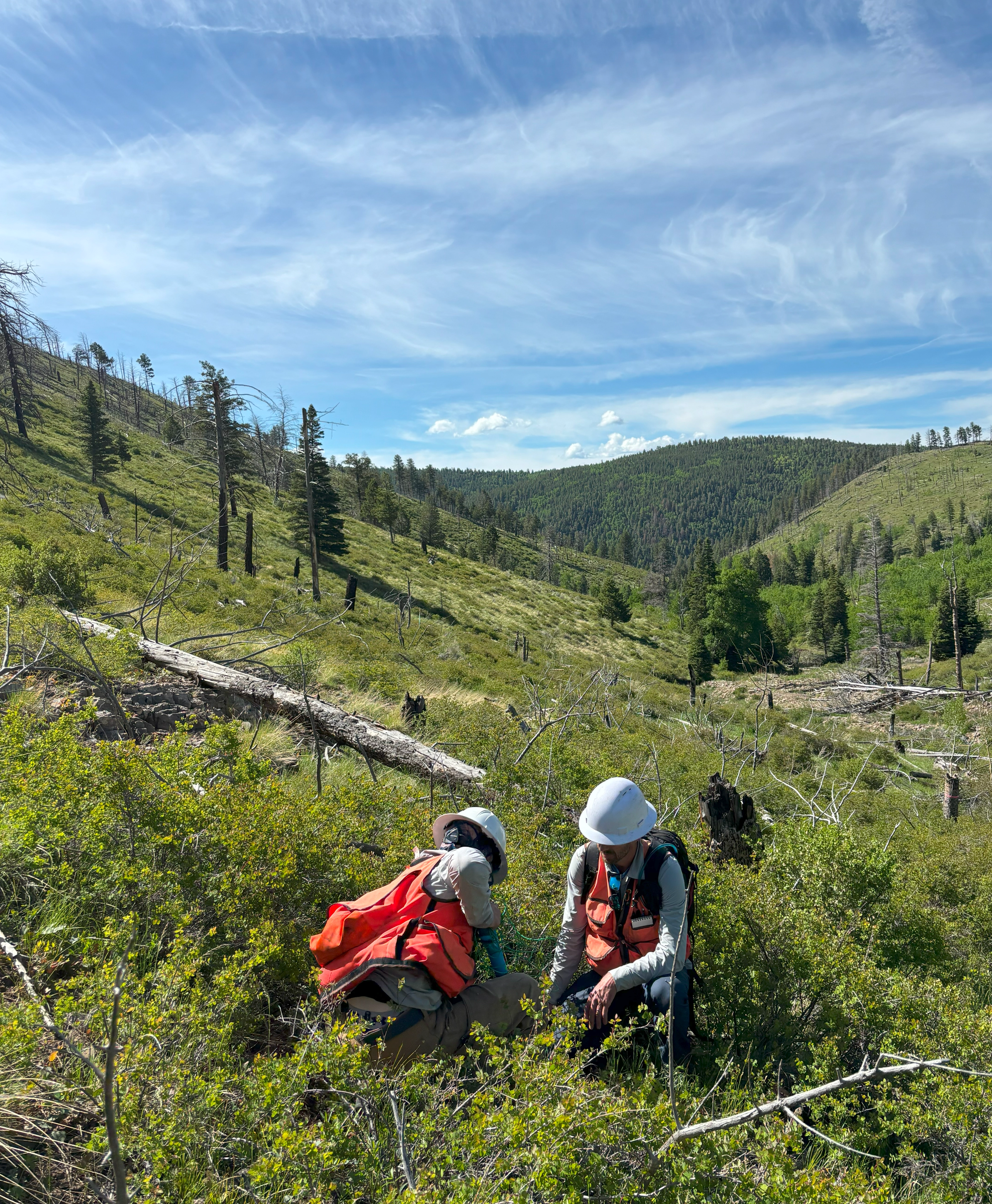 Planting trees on degraded land