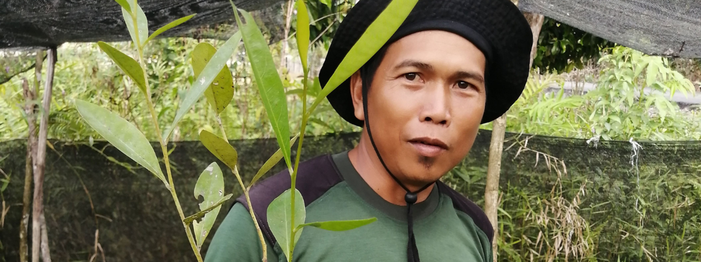 Indonesian man holding seedling
