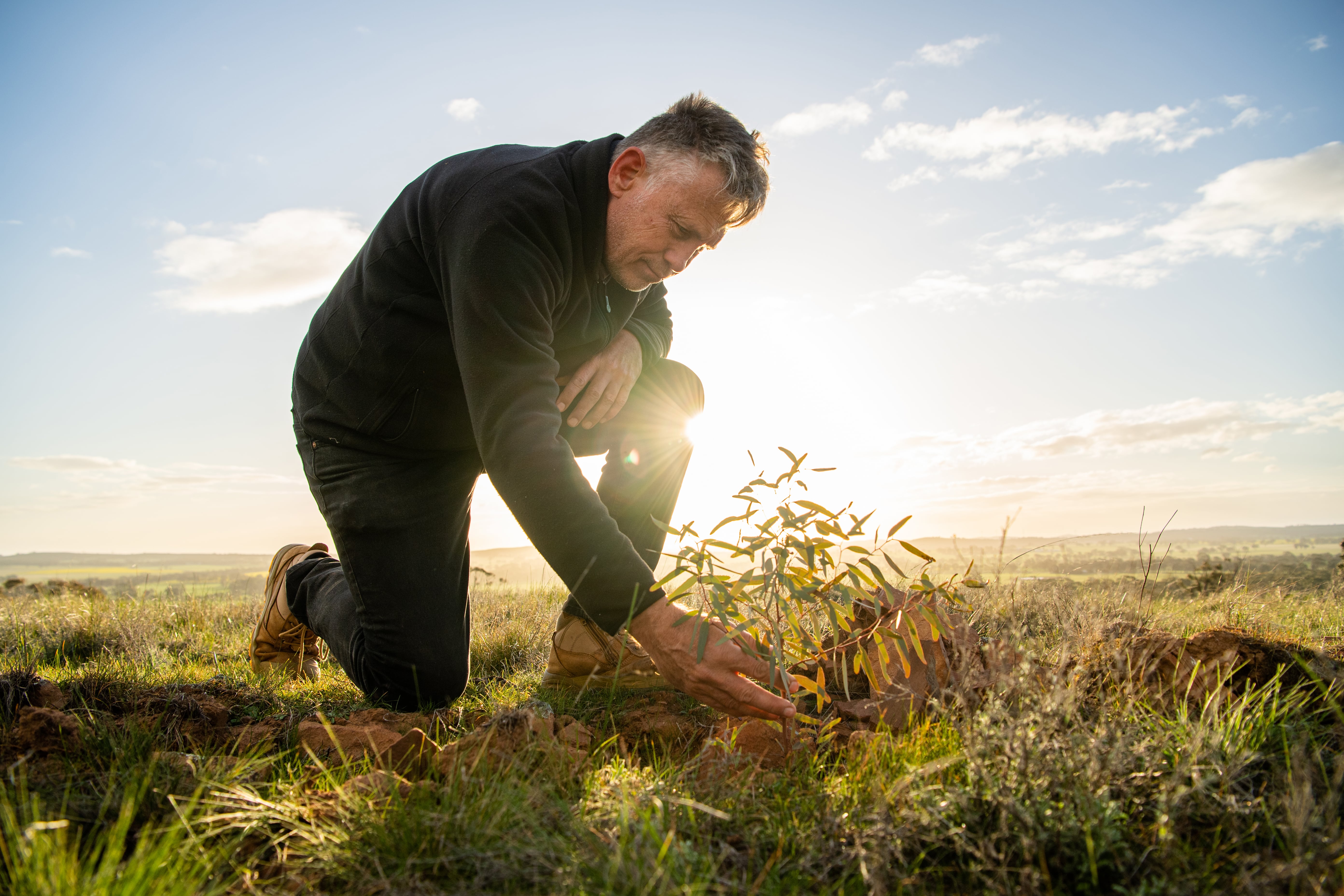 Man looking closely at eucalyptus sapling