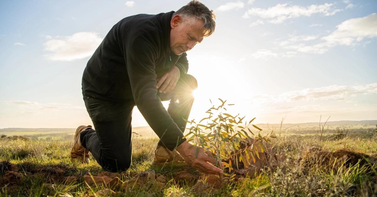 Get Paid to Plant Trees on Your Land | Land Life