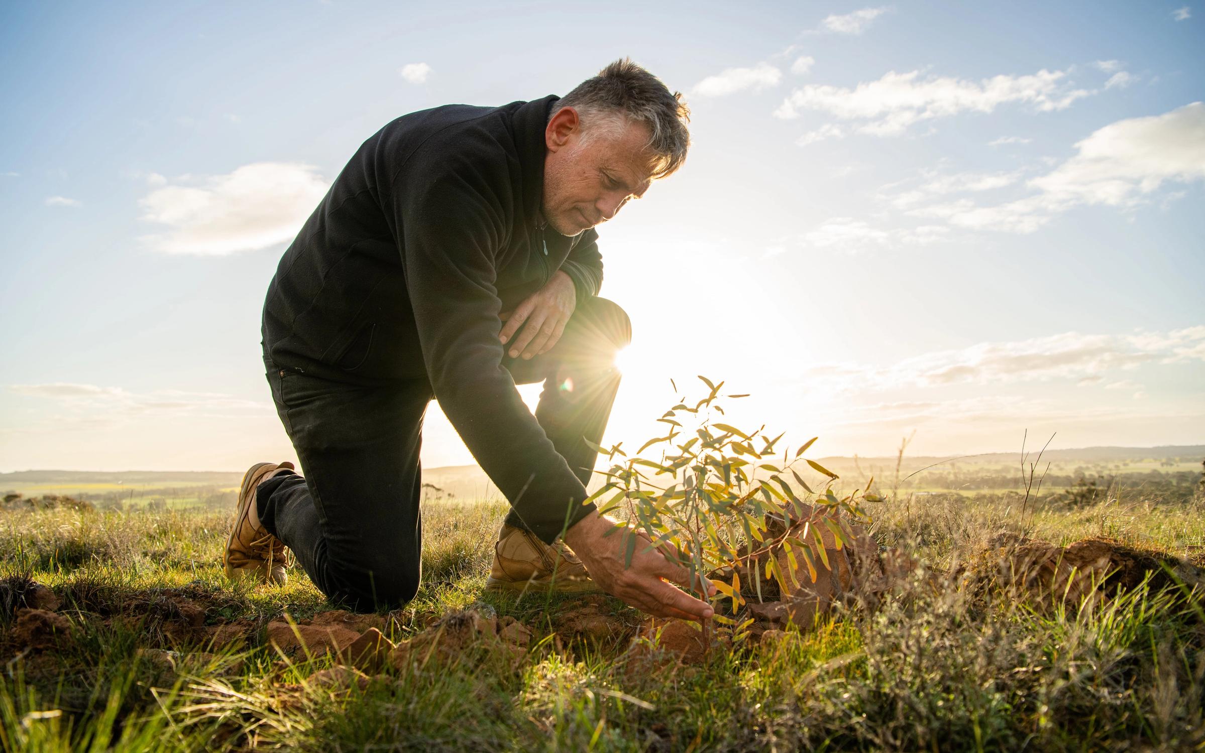 Man looking closely at eucalyptus sapling