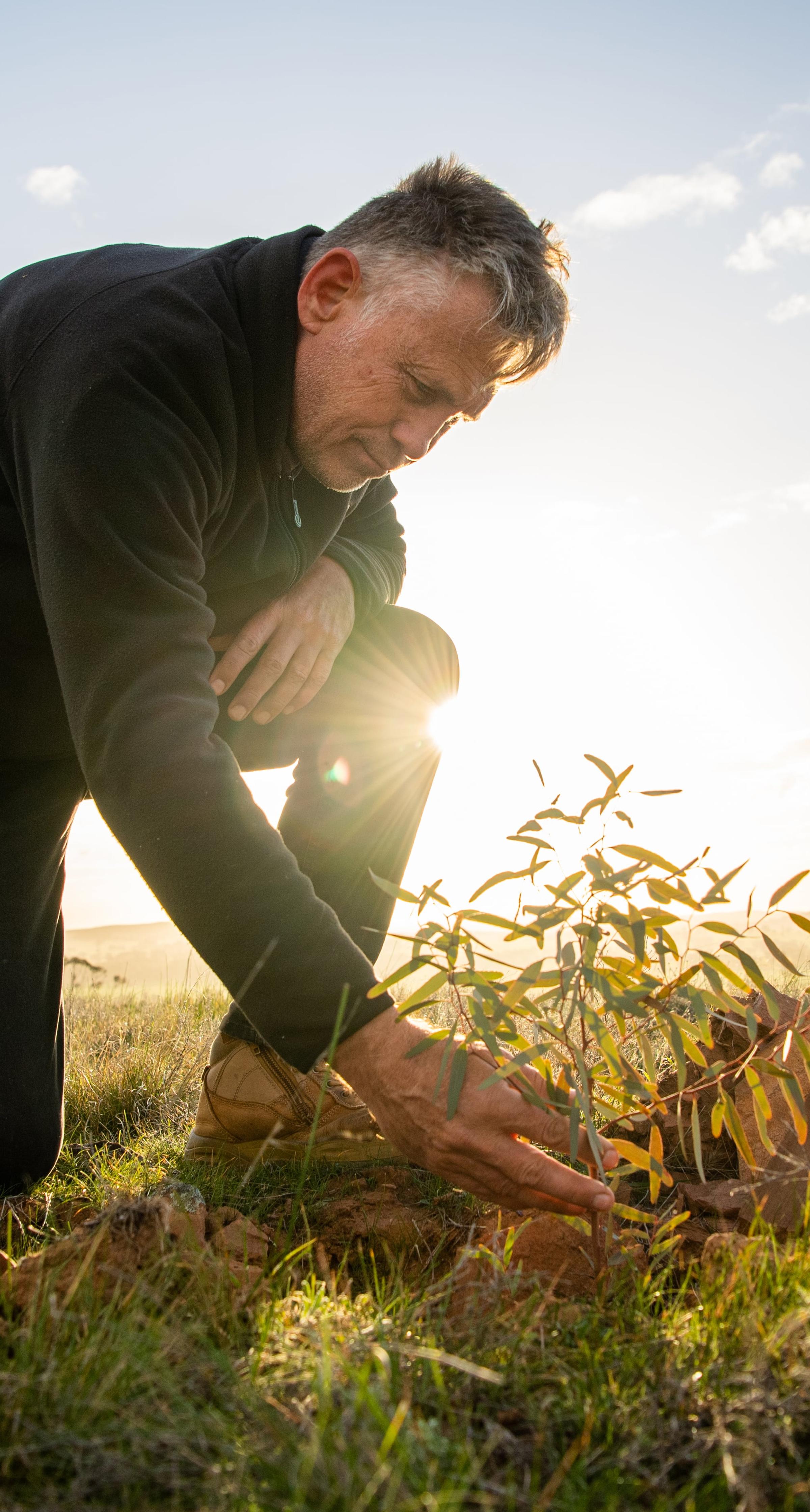 Man looking closely at eucalyptus sapling