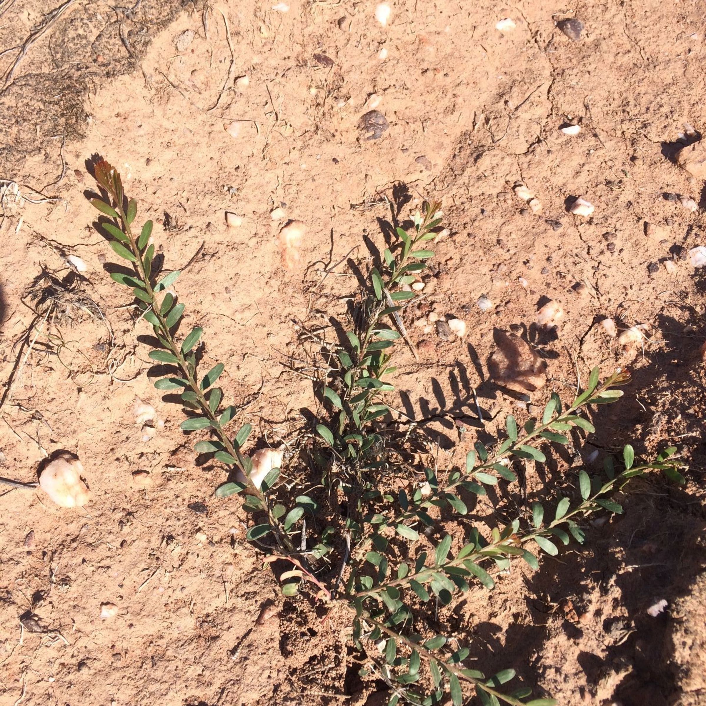 Gold Dust wattle seedling