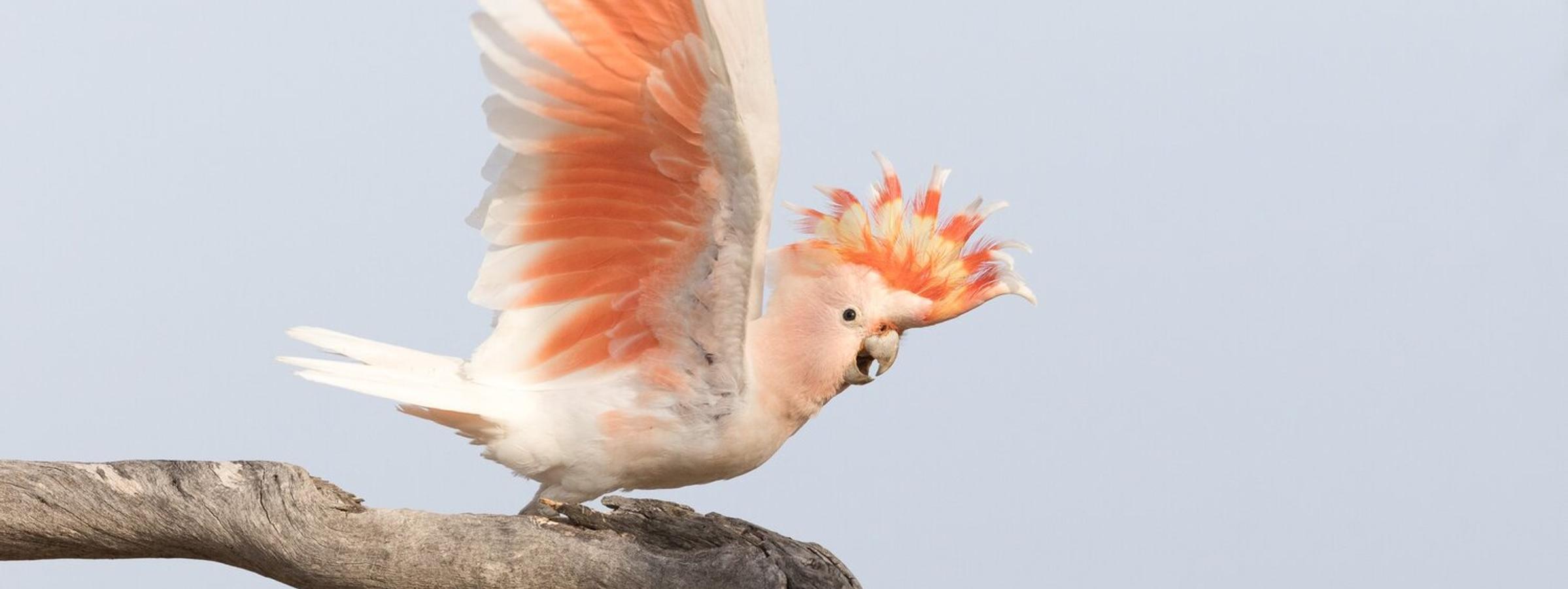 Pink Cockatoo