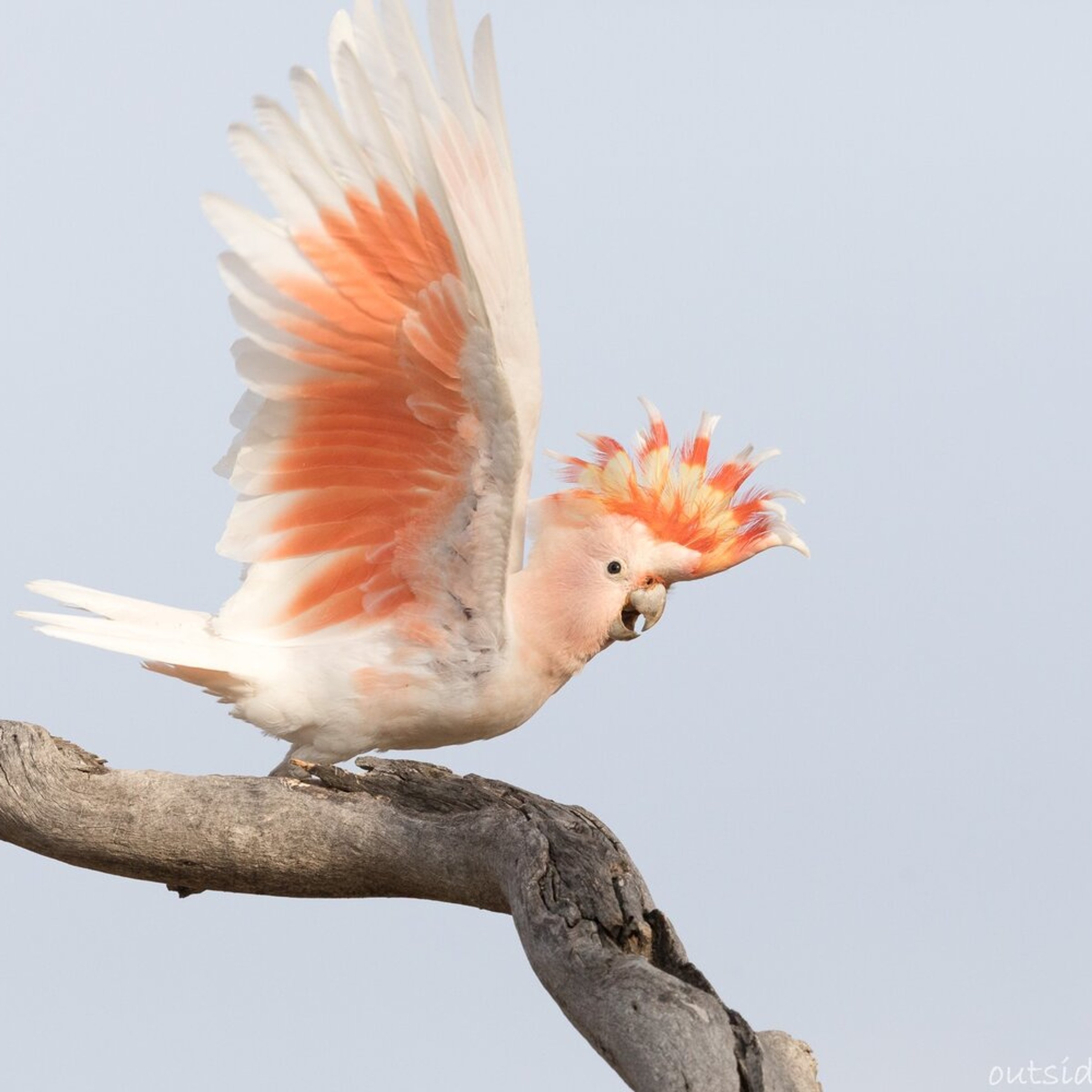 Pink cockatoo