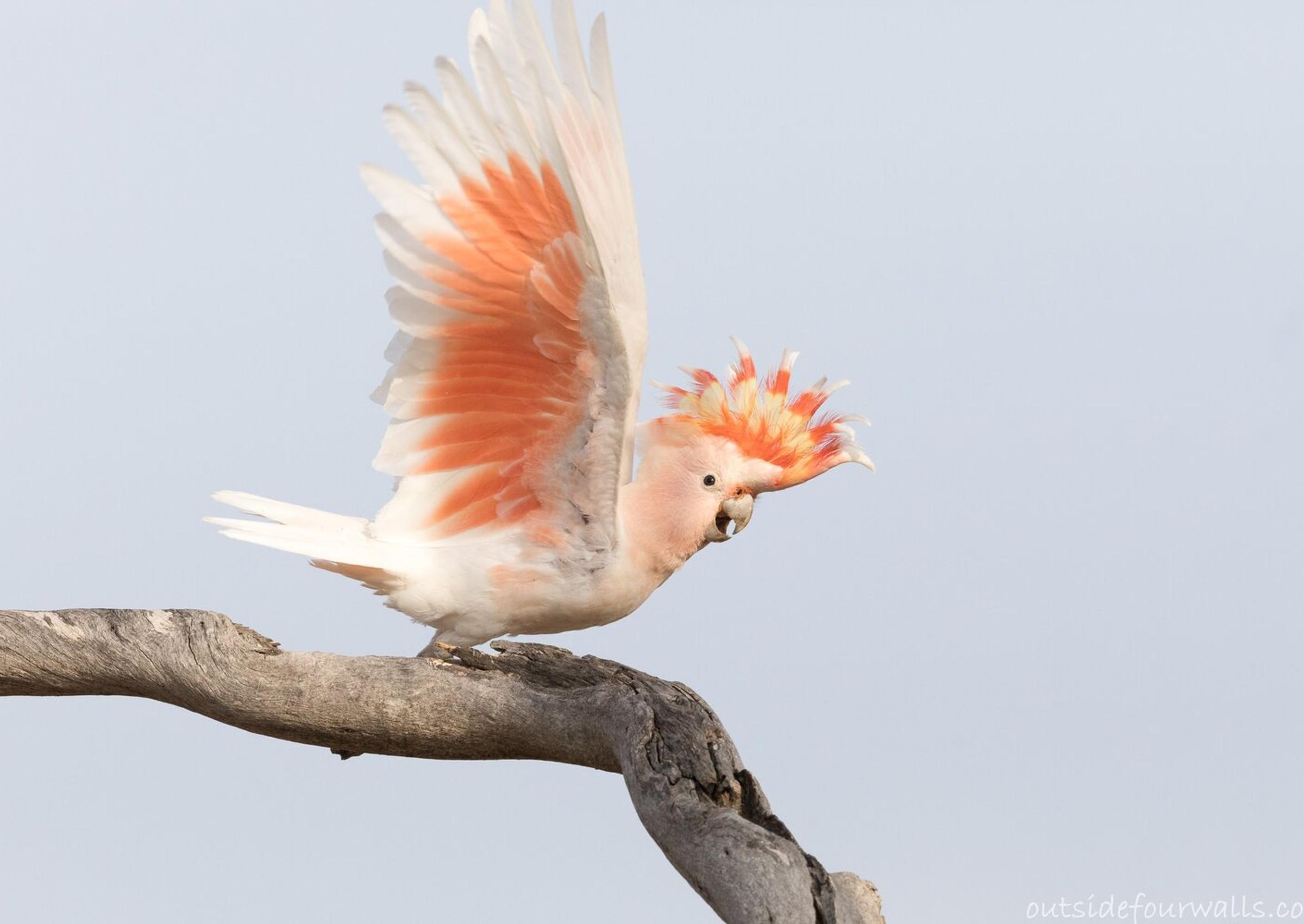 Pink Cockatoo