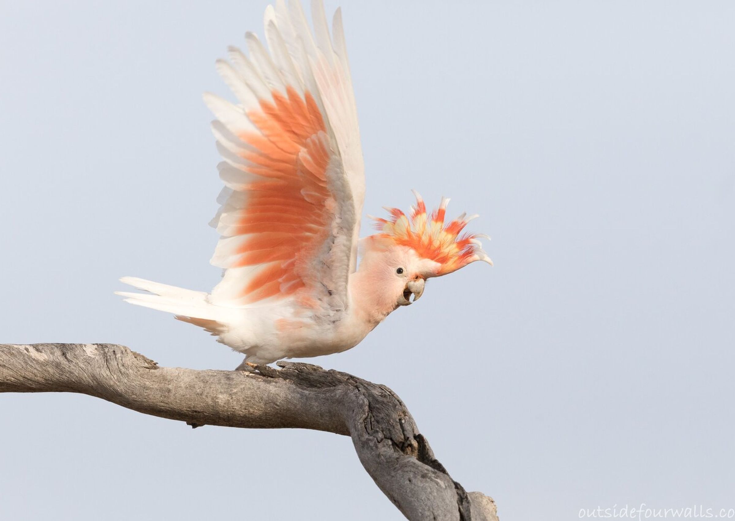 Pink Cockatoo