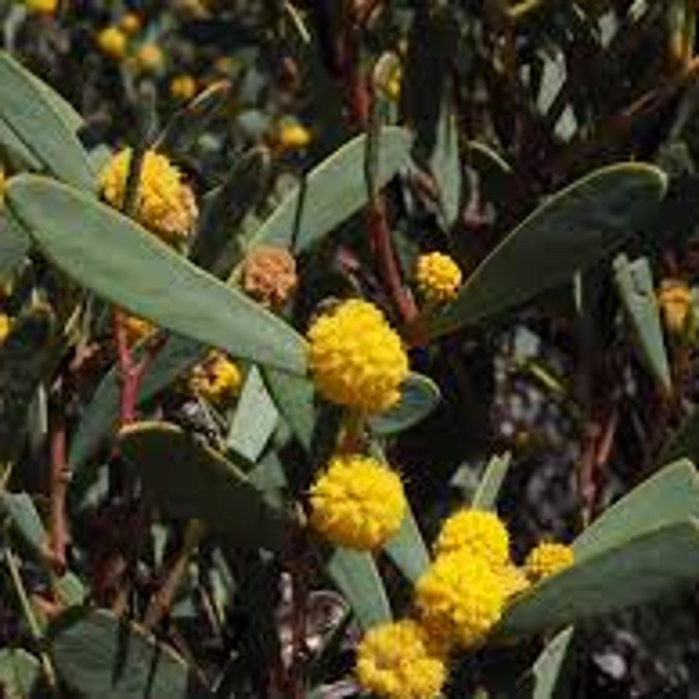 Port Lincoln Wattle