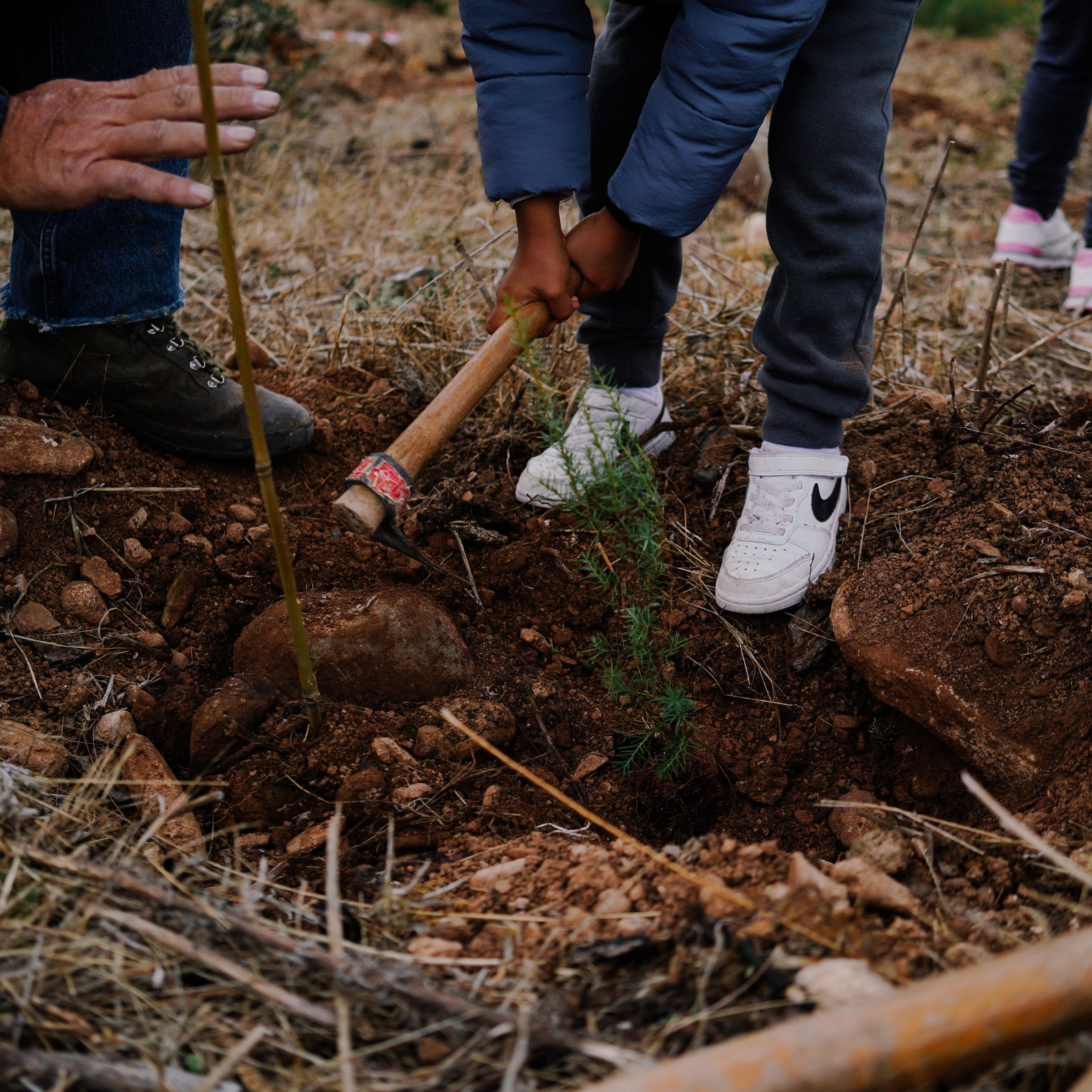 kid planting a tree