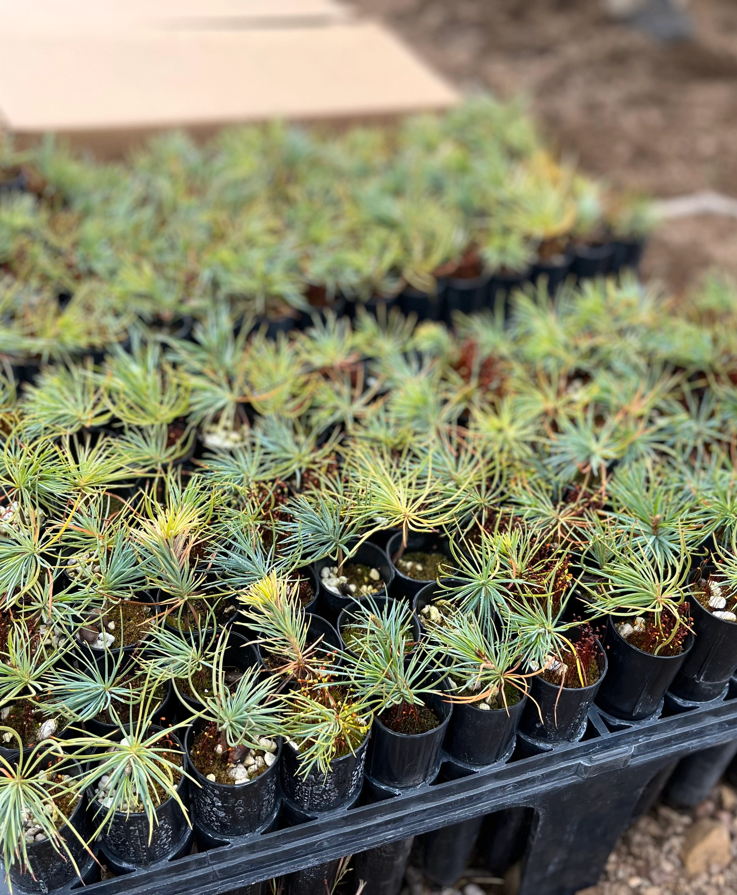 Seedlings on tray