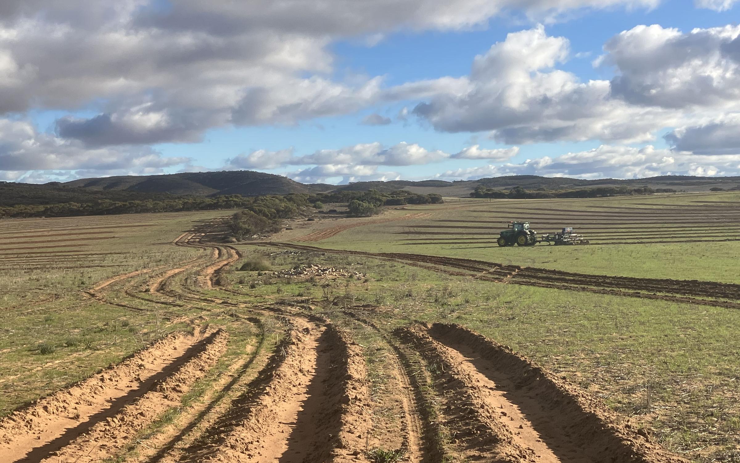 Woods restoration site in South Australia