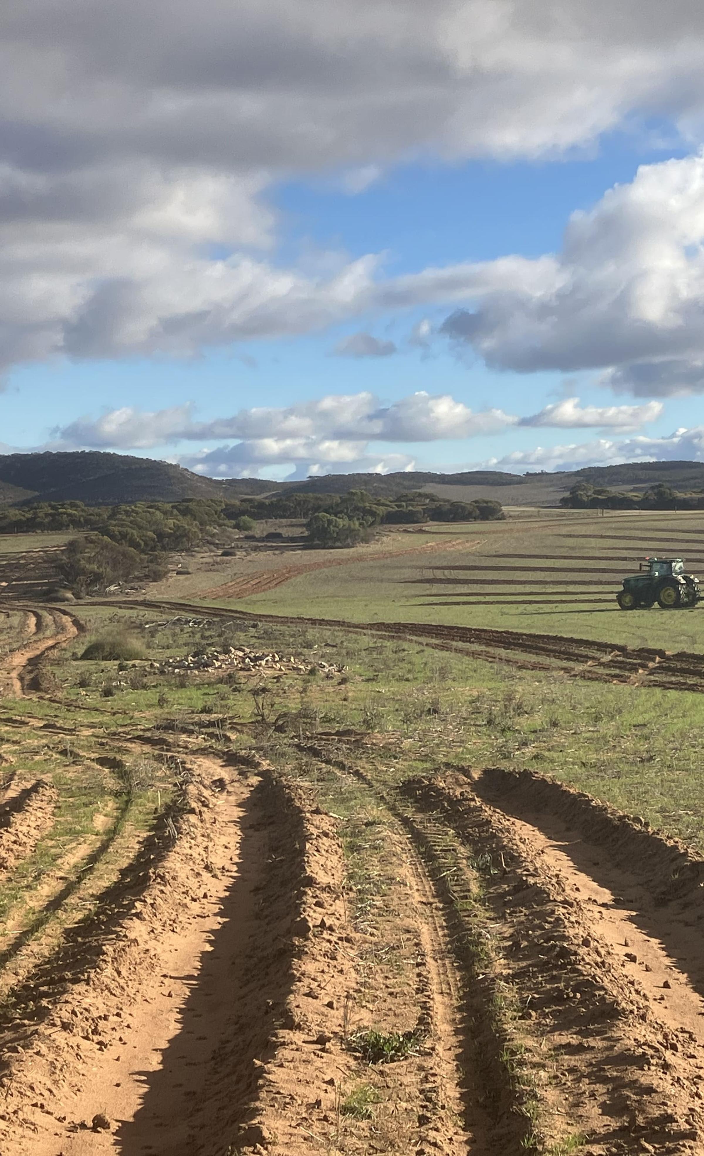 Woods restoration site in South Australia