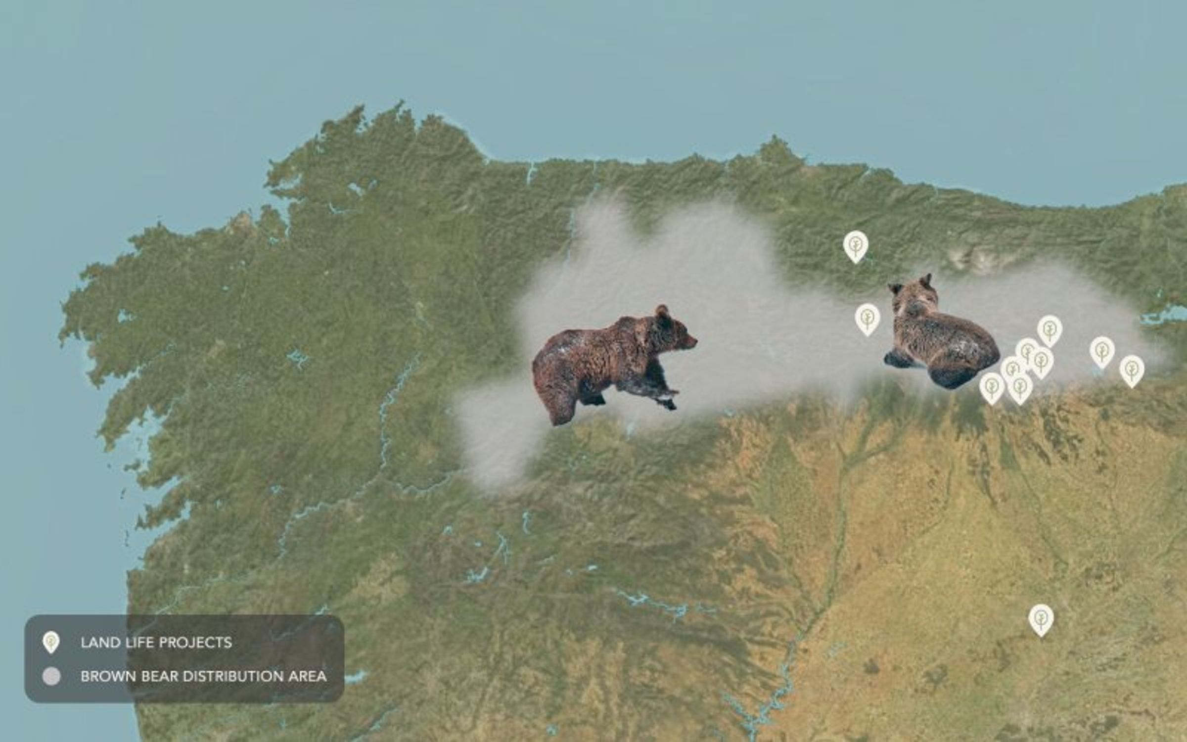 Brown bear in Spain
