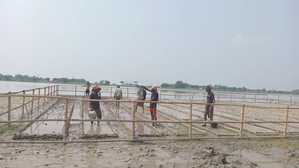 Mangrovekwekerij