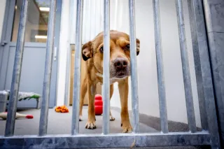 Een hond in een asielkooitje
