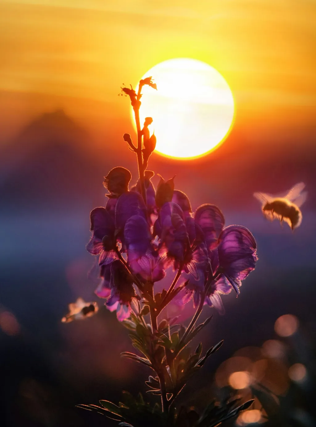 Bloem en bij in de ondergaande zon