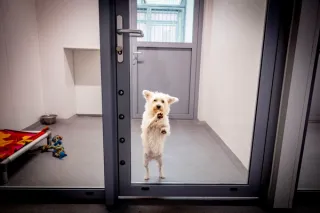 Hond in de opvang bij dierenbescherming