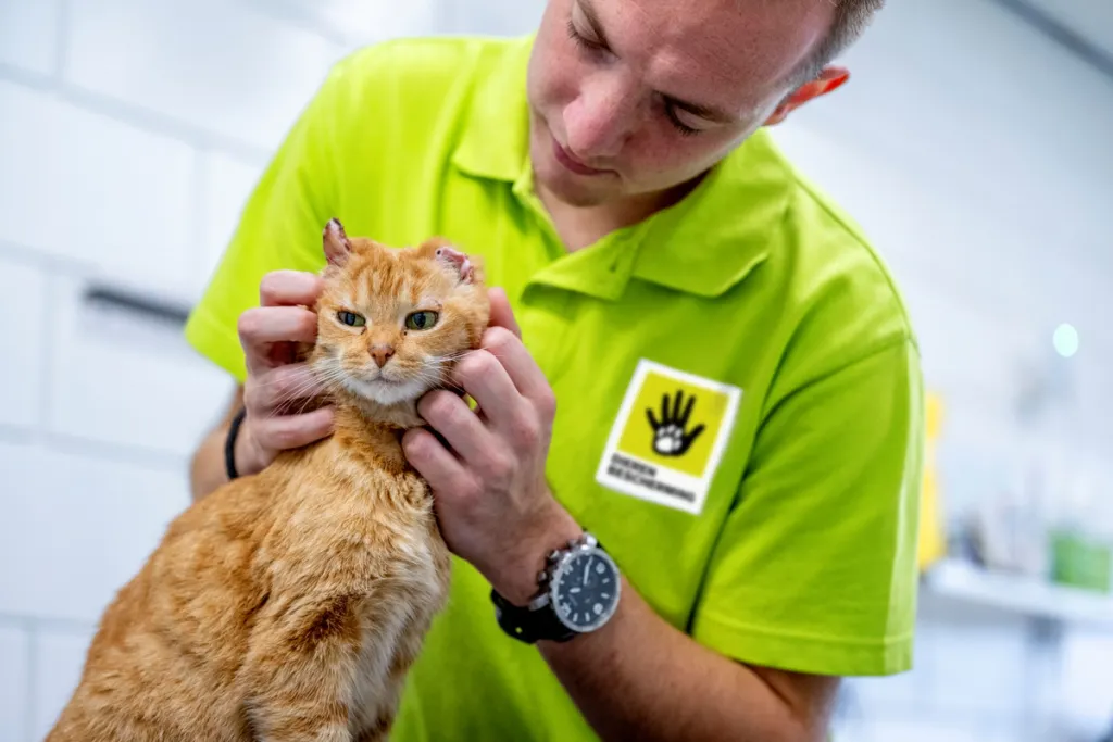 Kat wordt verzorgd bij de dierenbescherming