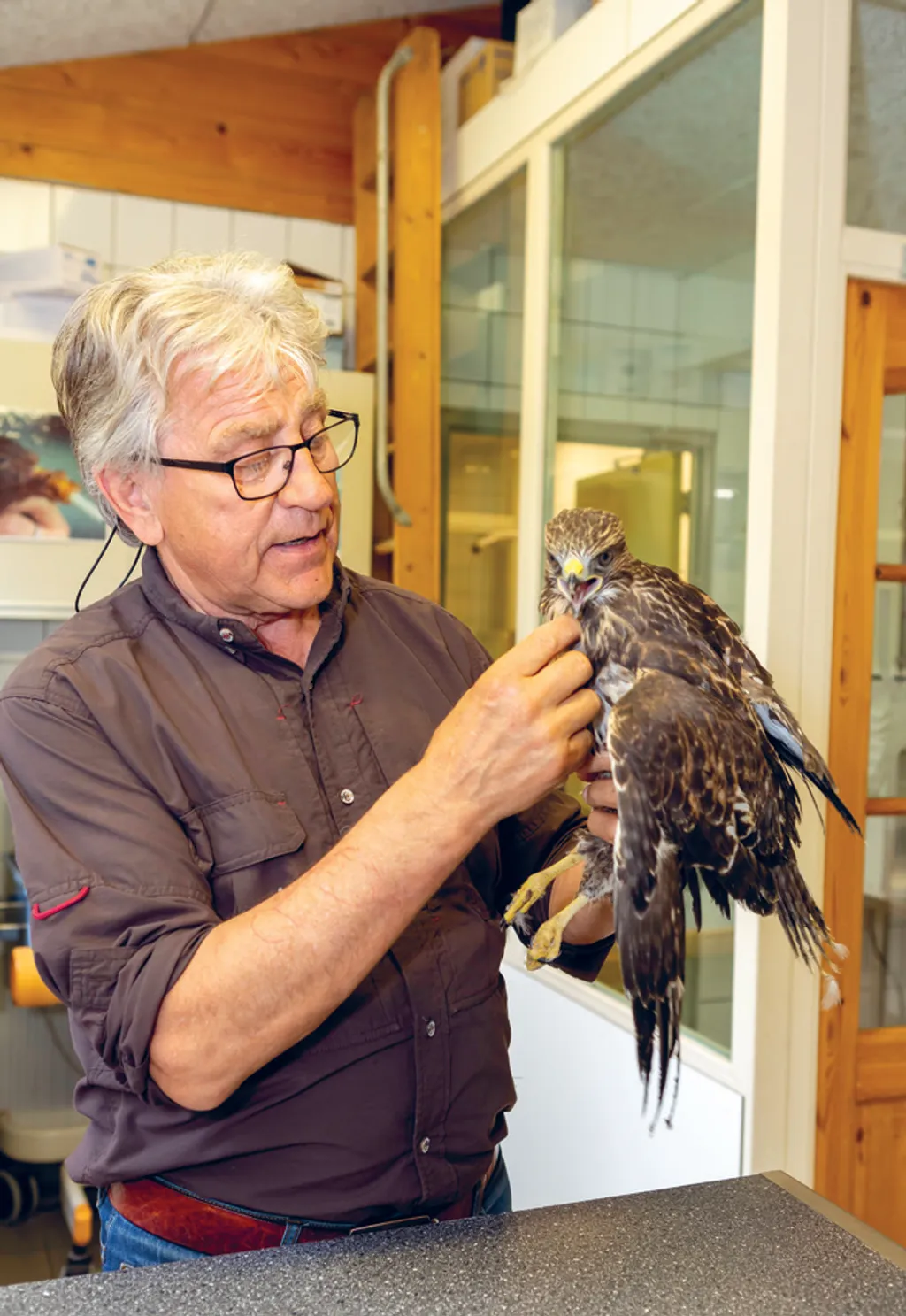 Afbeelding van een verwaarloosde vogel die wordt opgevangen en verzorgd door Dierenlot 