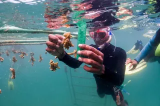 In het WUR-project Reefolution worden lokale Reef Rangers opgeleid om het koraal te herstellen en te beschermen. 